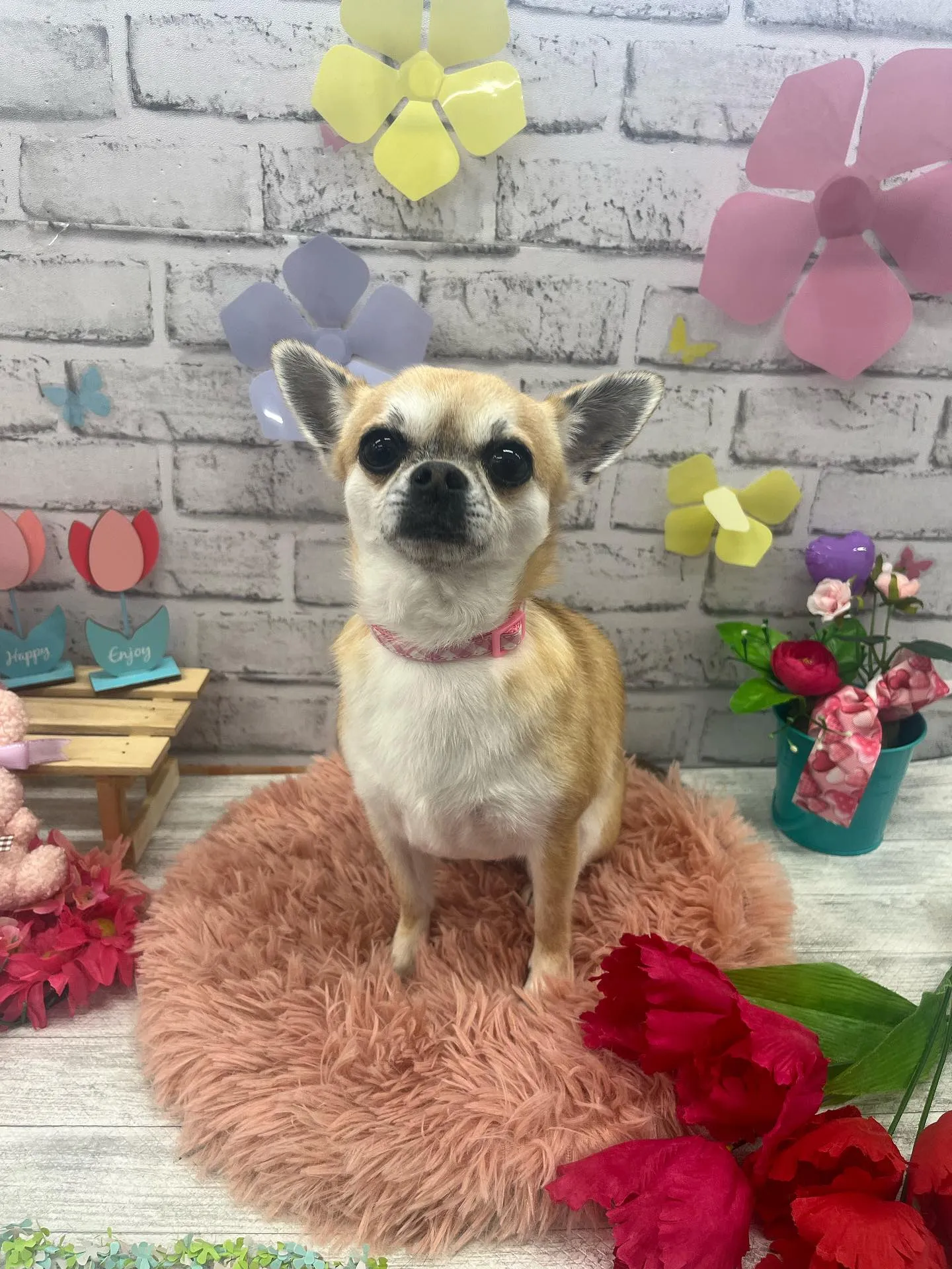 ロクくん、ムギちゃん、クムくん💕