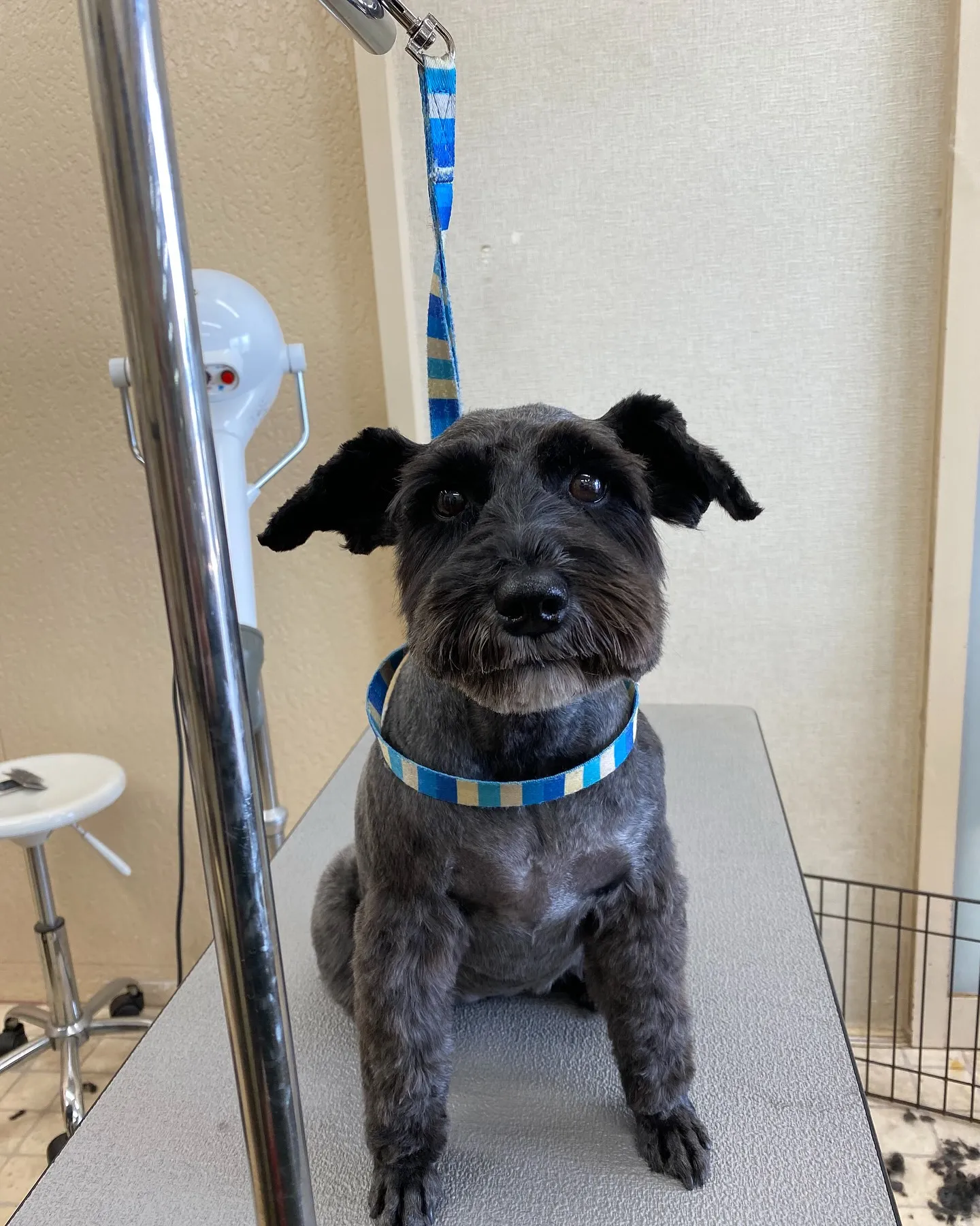 ミミちゃんです🍬