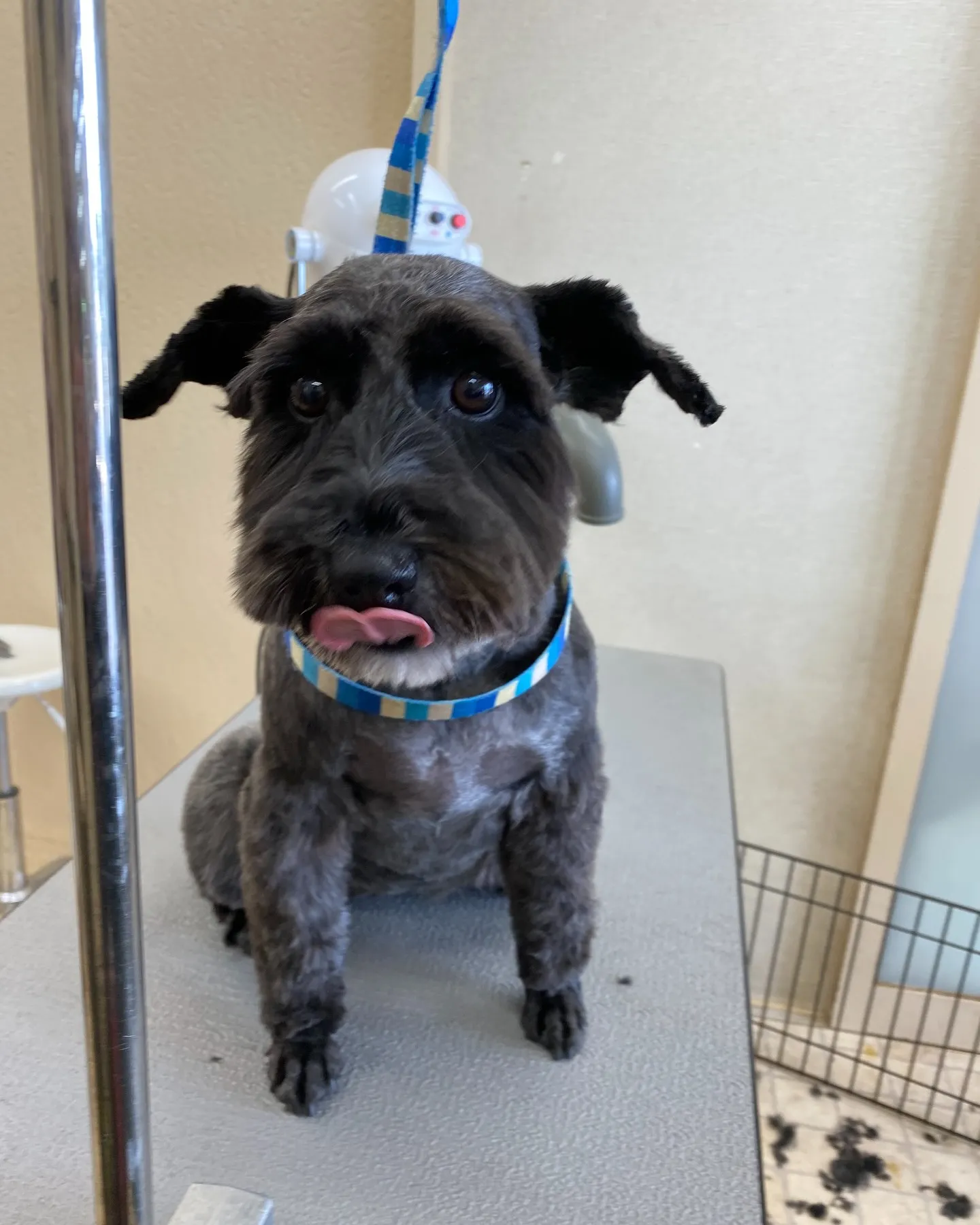 ミミちゃんです🍬