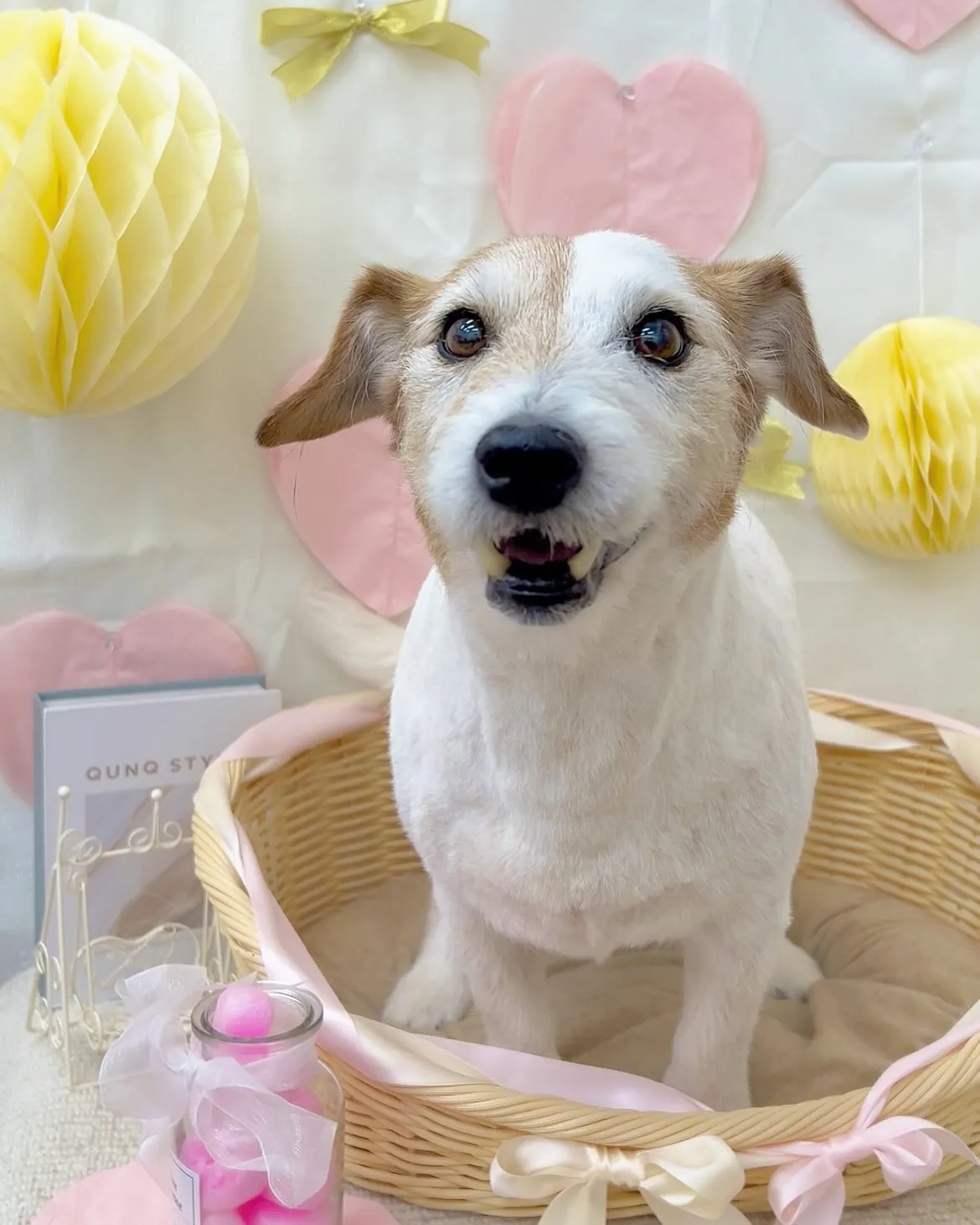 きなこちゃん💗