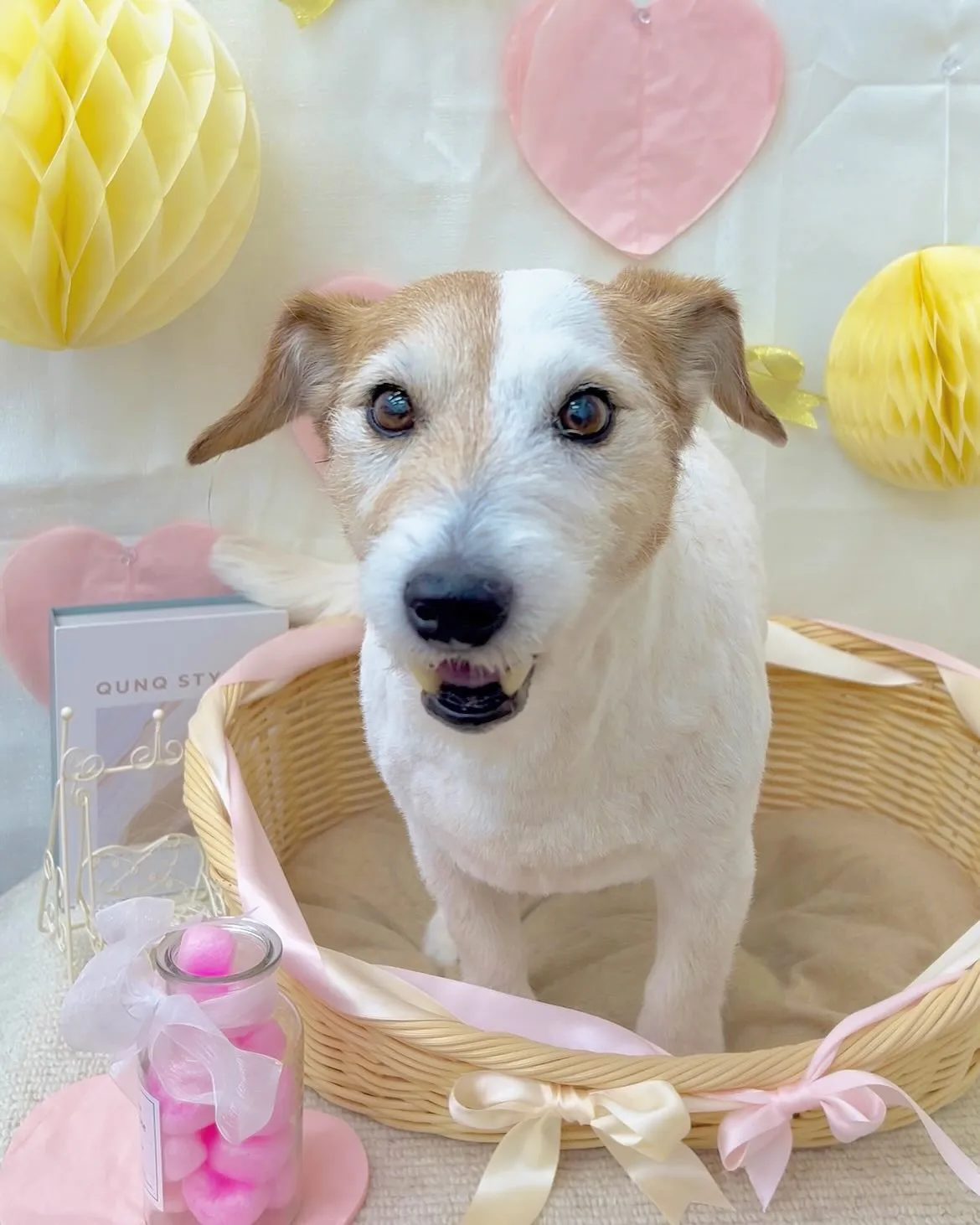 きなこちゃん💗