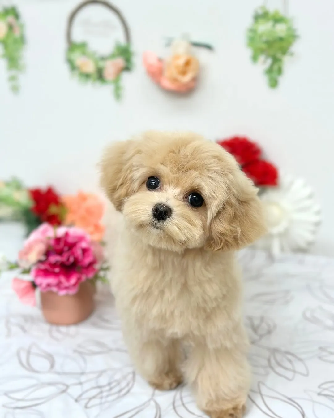 🍀パリちゃん🍀