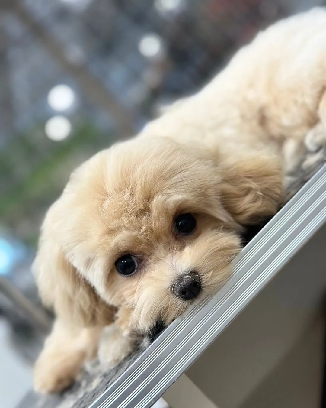 🍀パリちゃん🍀