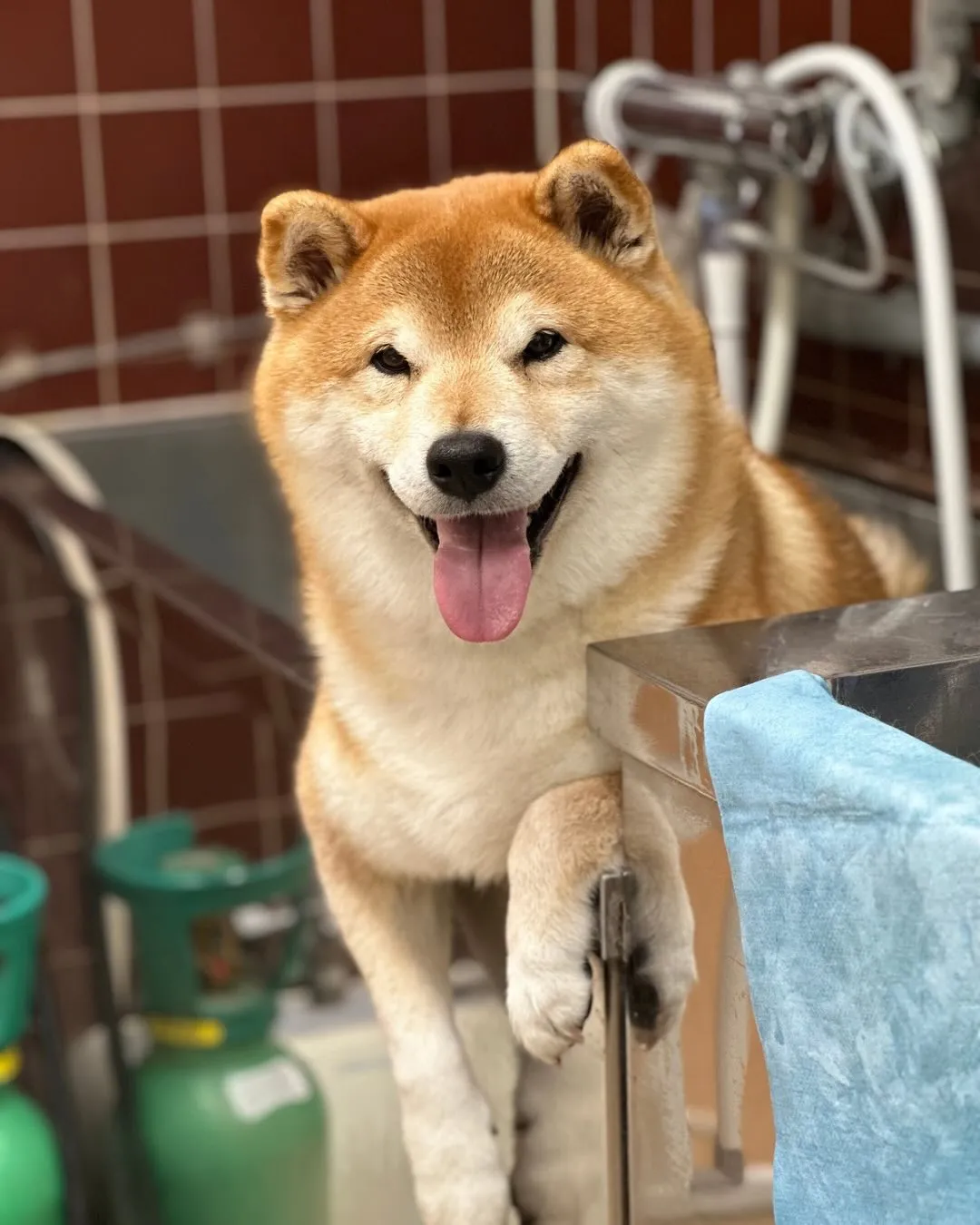 🍀まめくん🍀