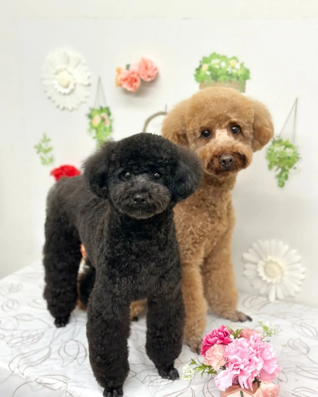 🍀ココくん・ククくん🍀