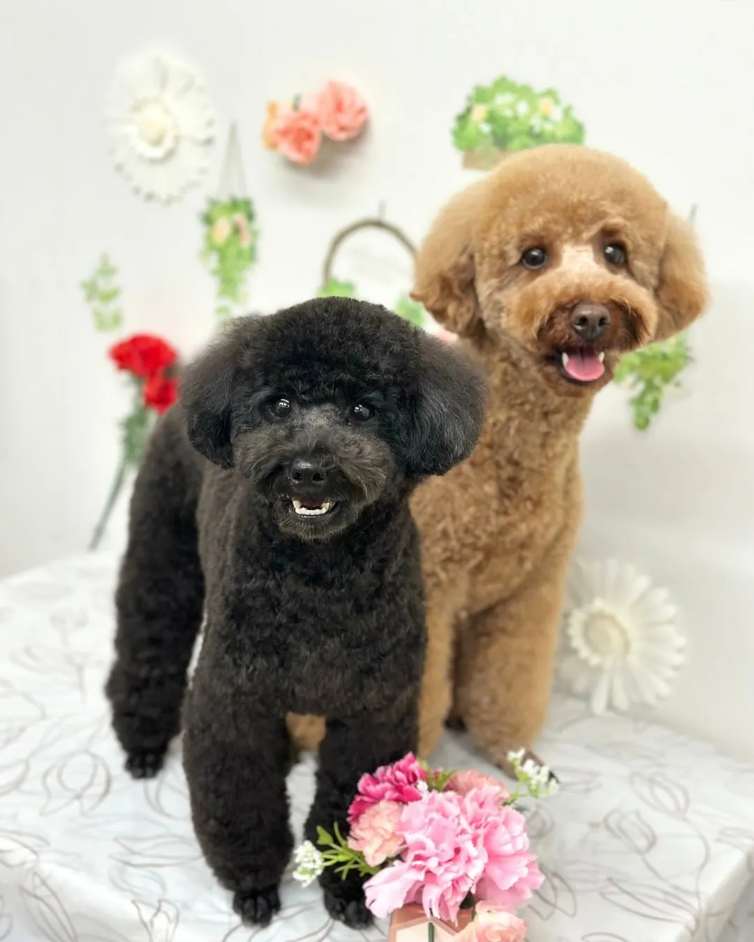 🍀ココくん・ククくん🍀