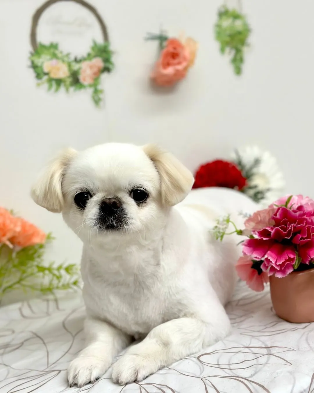 🍀めめちゃん🍀