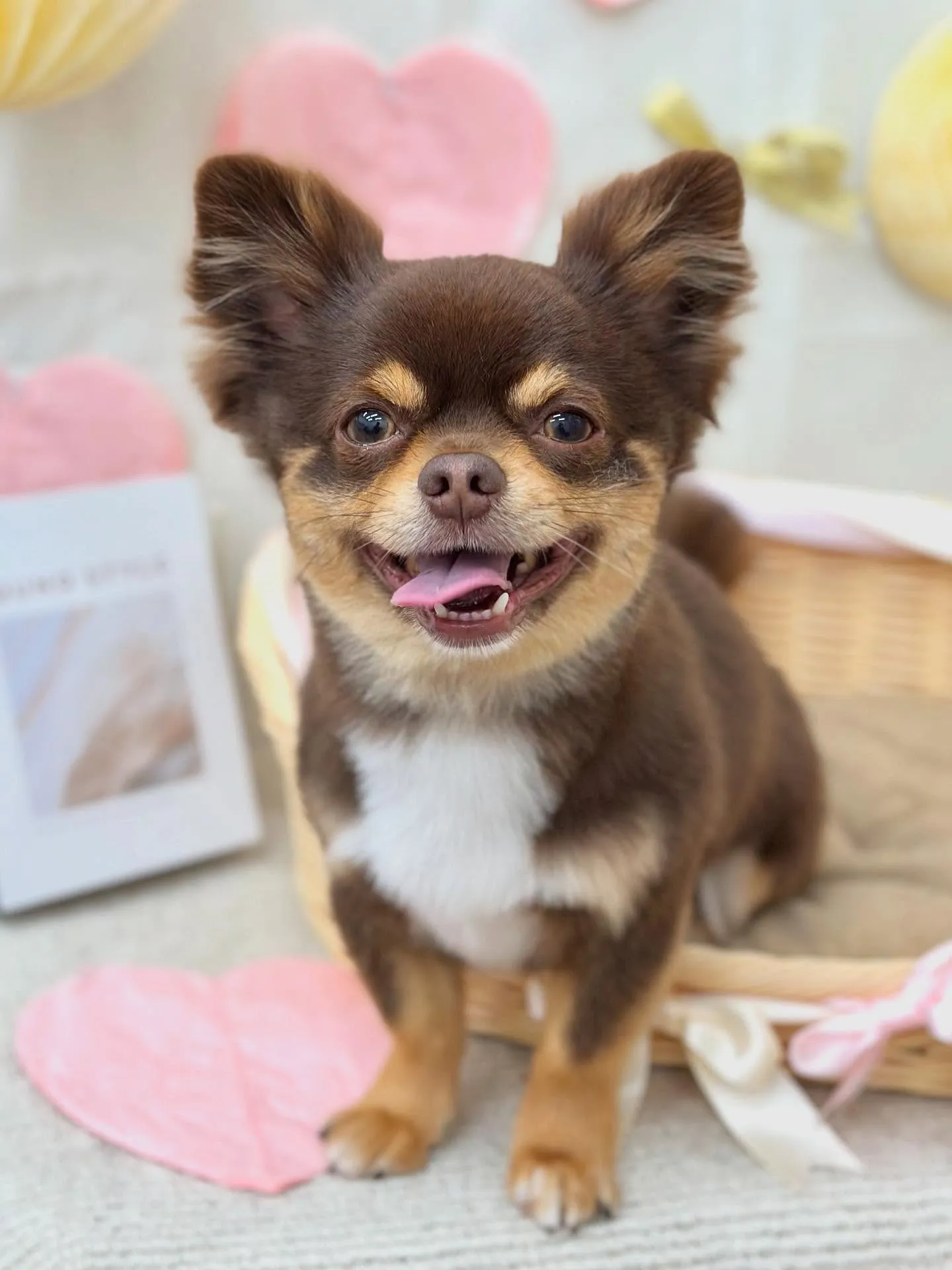 ノヴァくん、ハッピーくん🩵💗