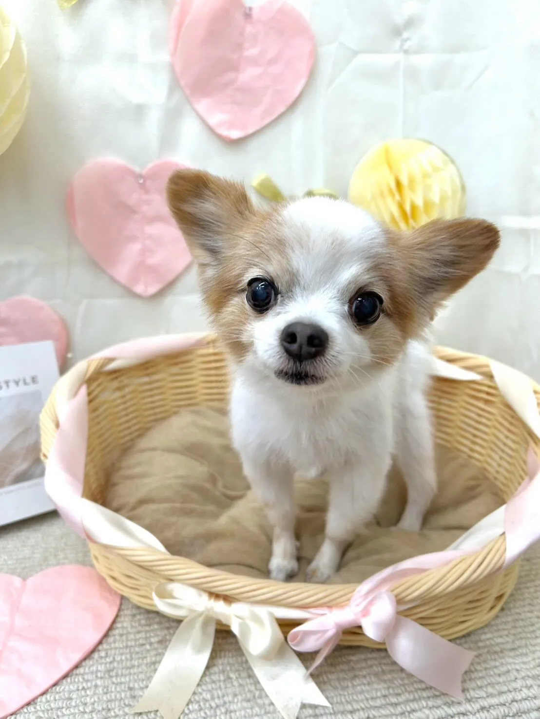 ノヴァくん、ハッピーくん🩵💗