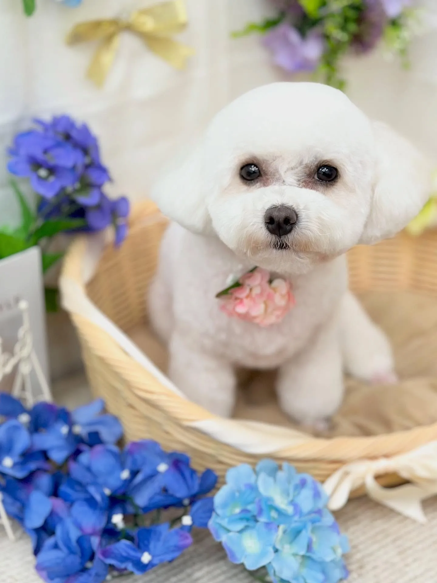 ベナちゃん🇻🇳✨