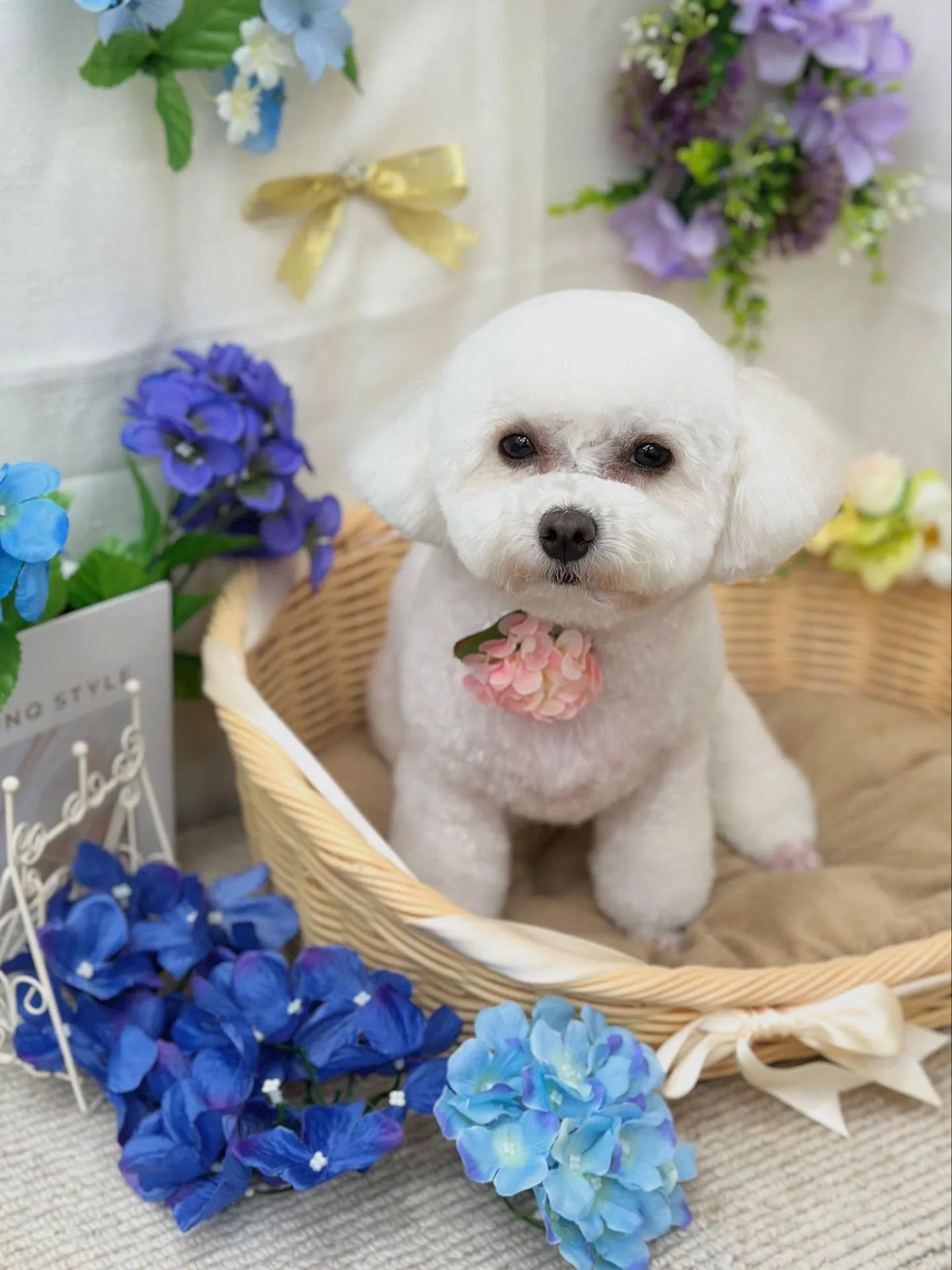 ベナちゃん🇻🇳✨