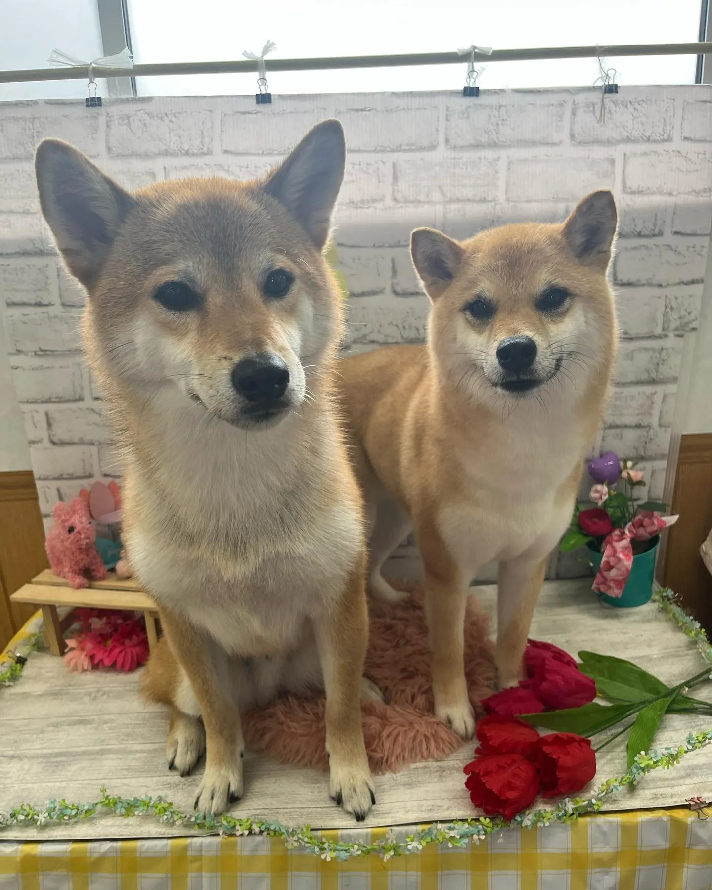 ロイくん💕リリちゃん💕