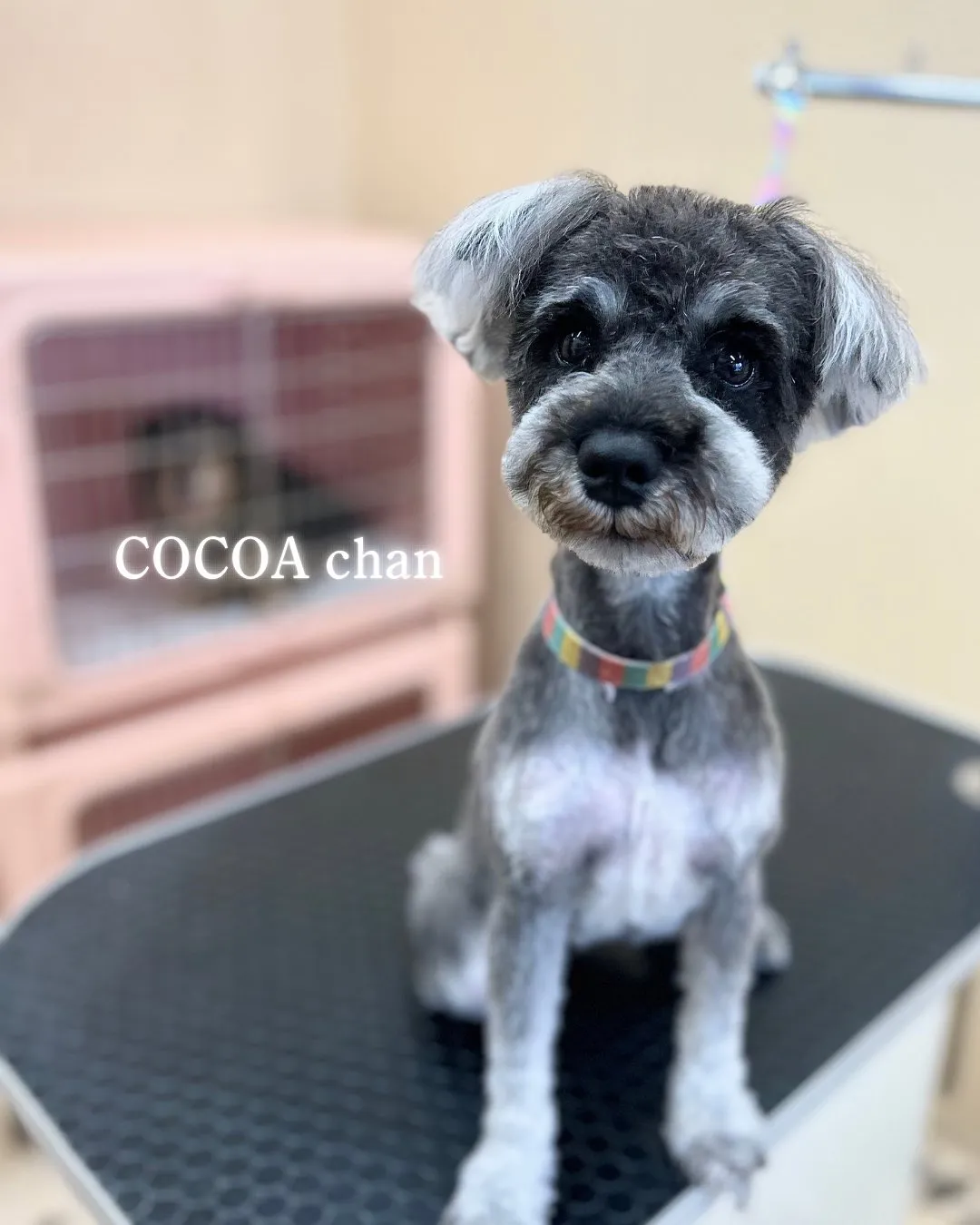 ココアちゃん🎀