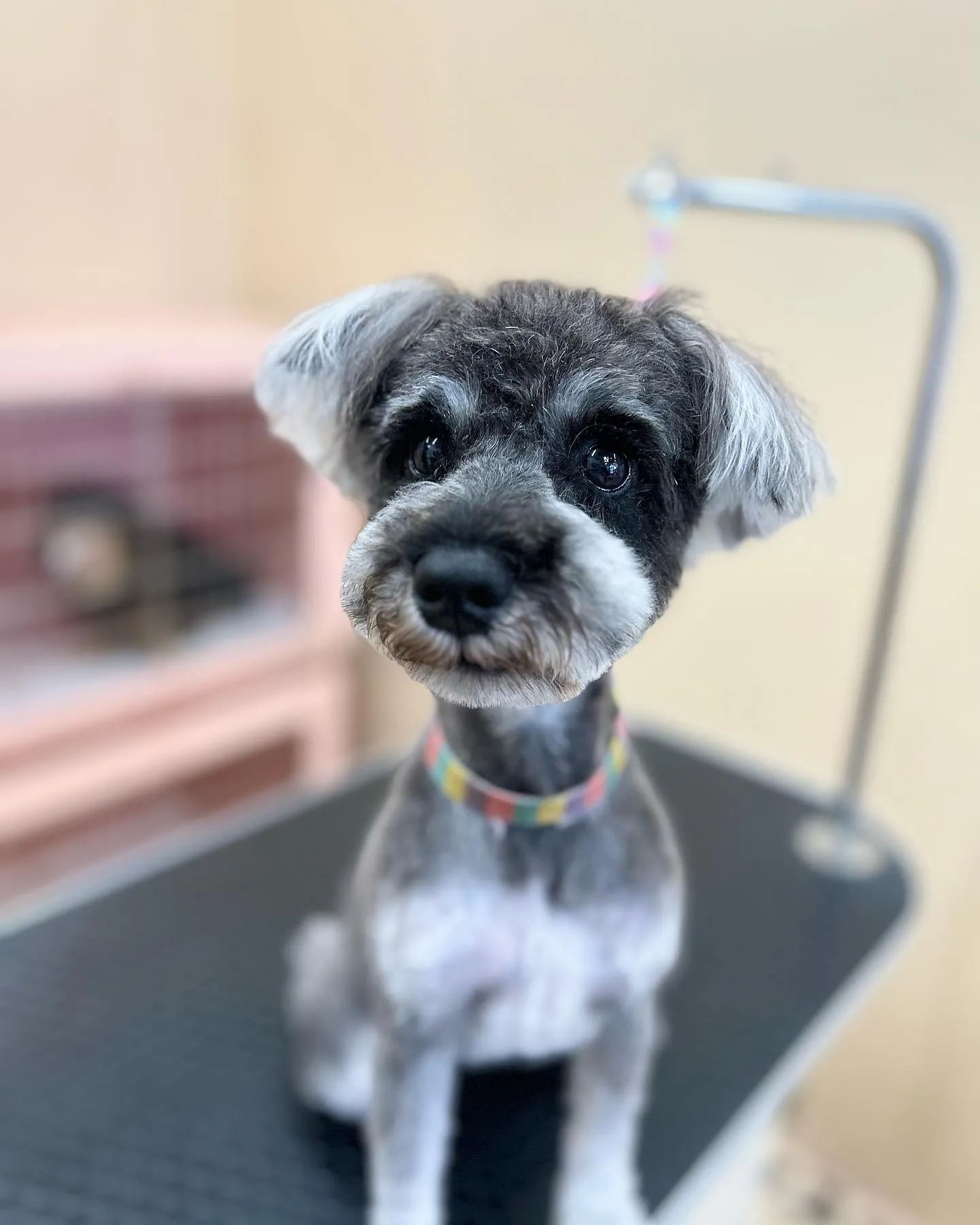 ココアちゃん🎀