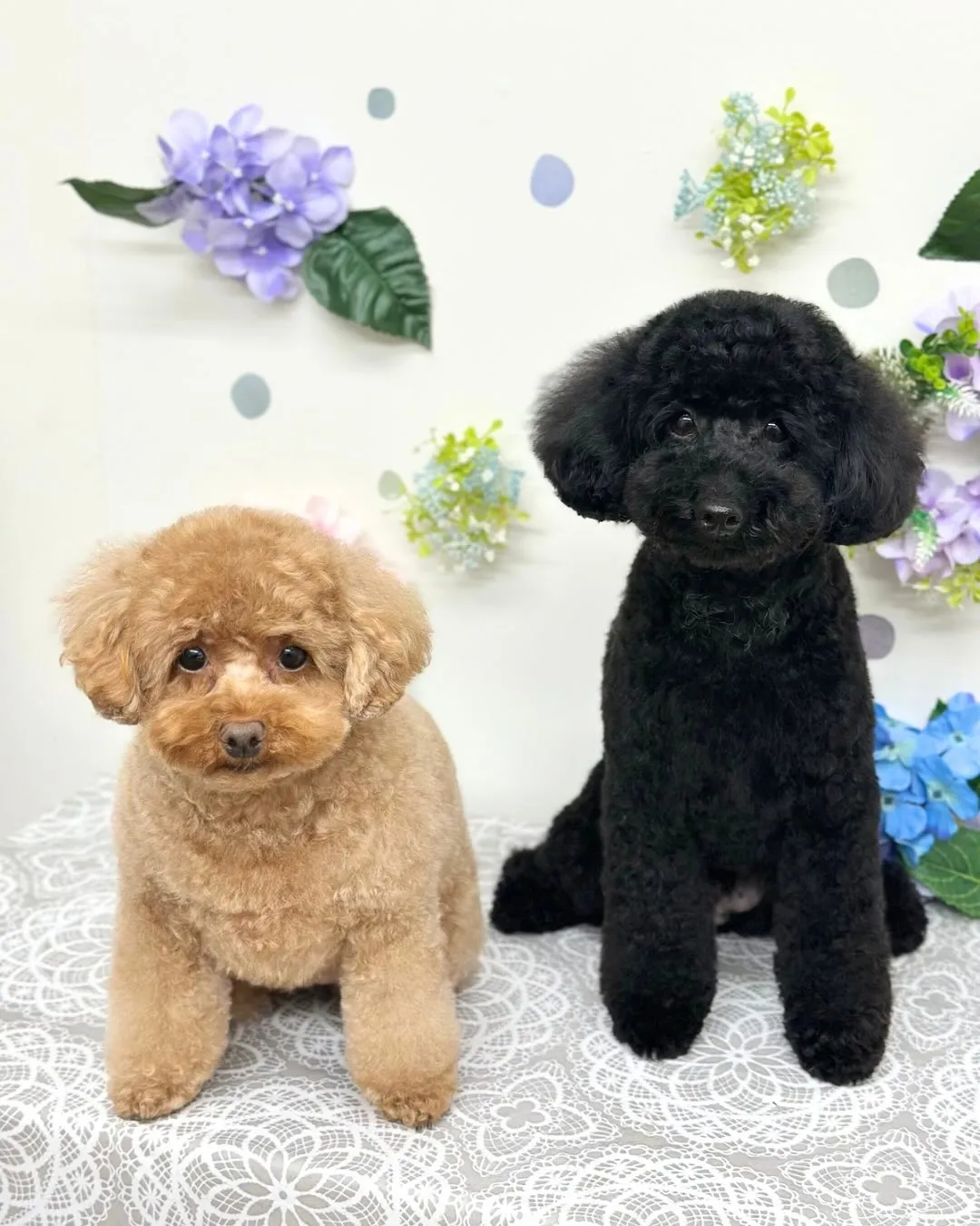 💠ここちゃん・なぎくん💠