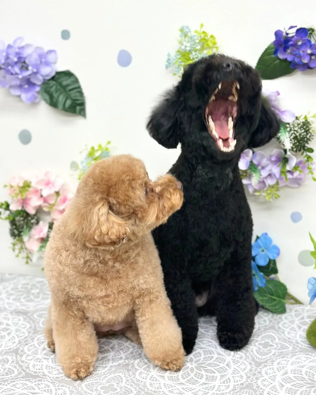 💠ここちゃん・なぎくん💠