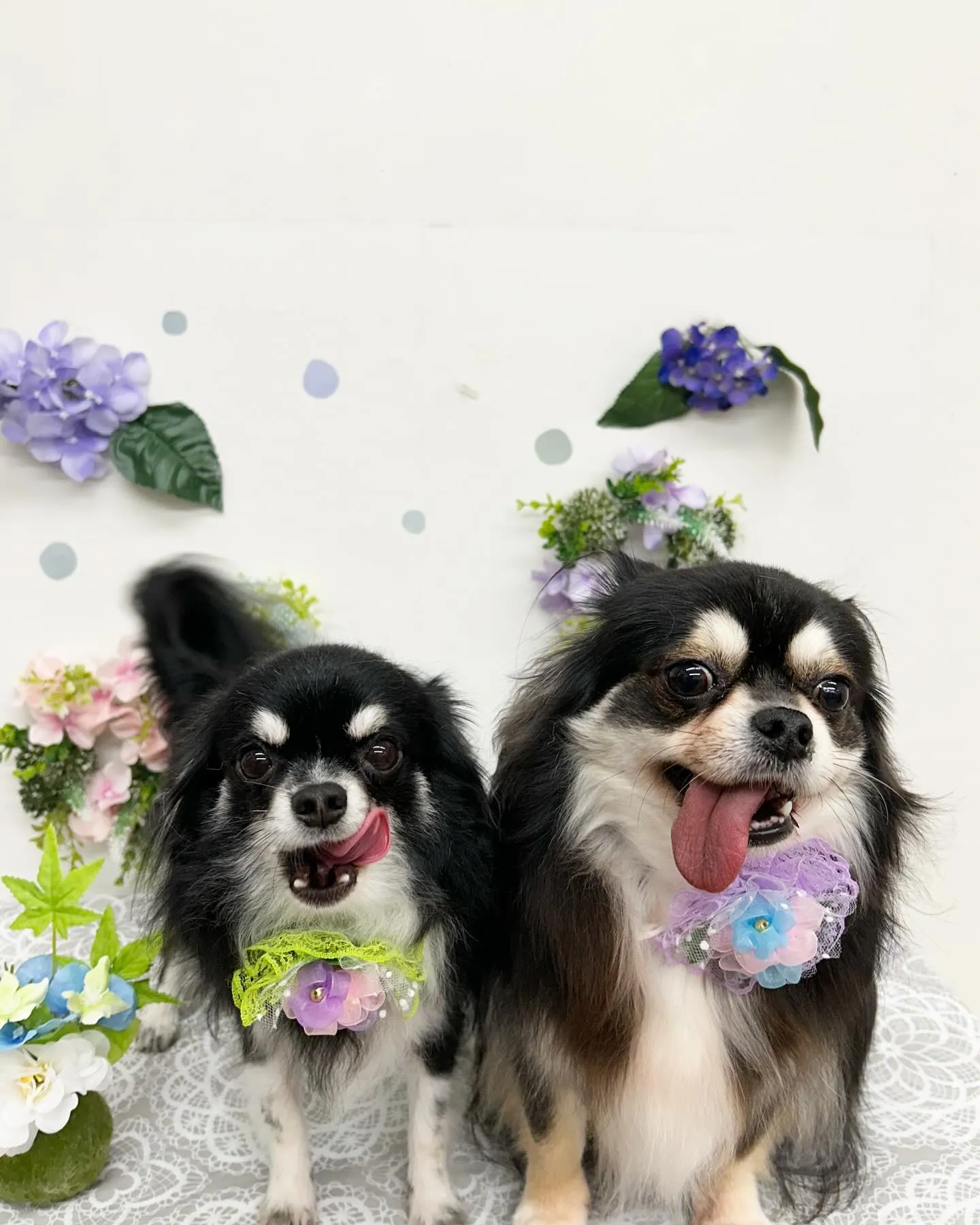 まめちゃん、むぎちゃん💕