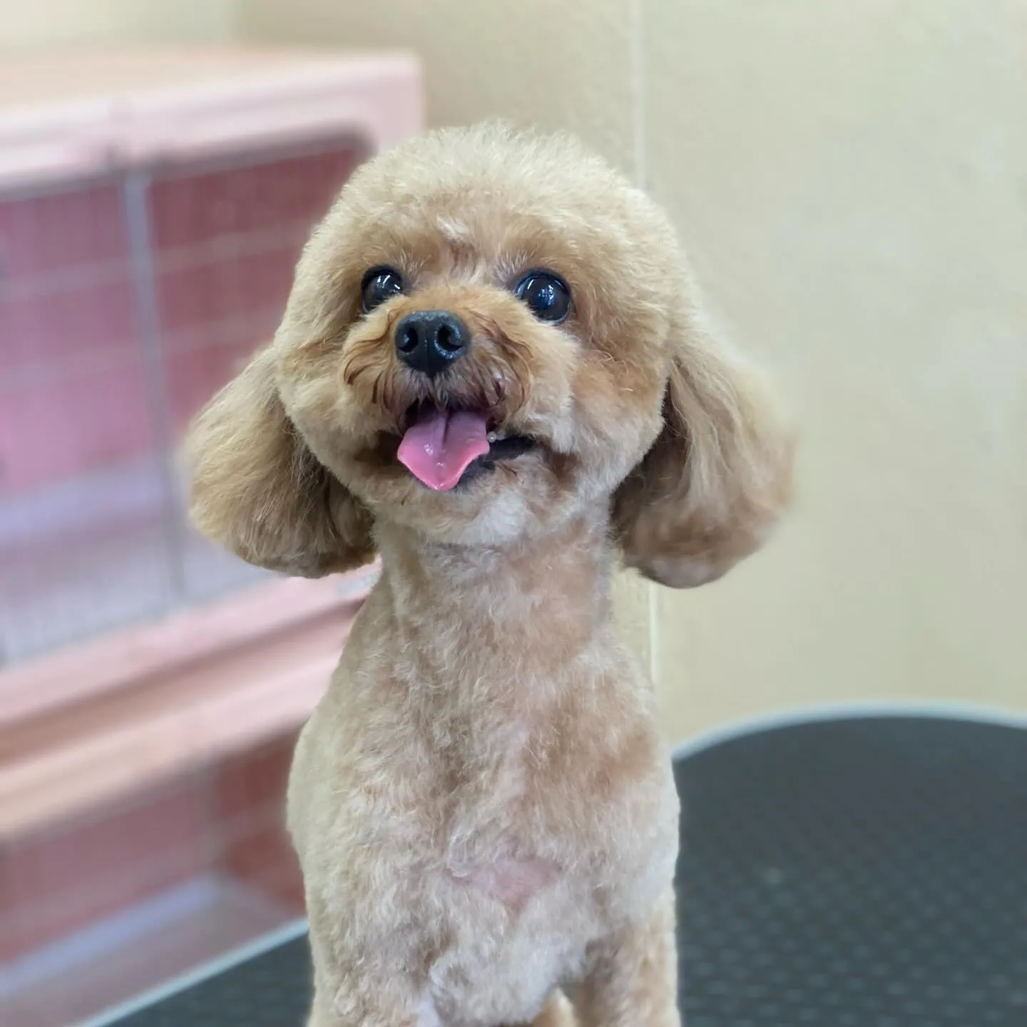 プリンちゃん🍮✨