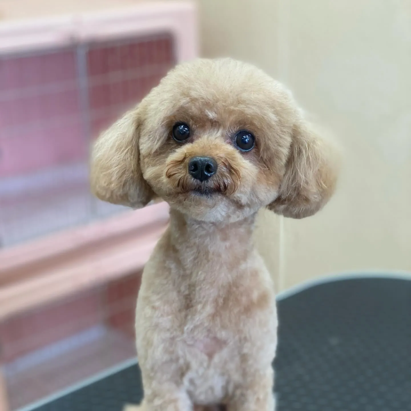 プリンちゃん🍮✨