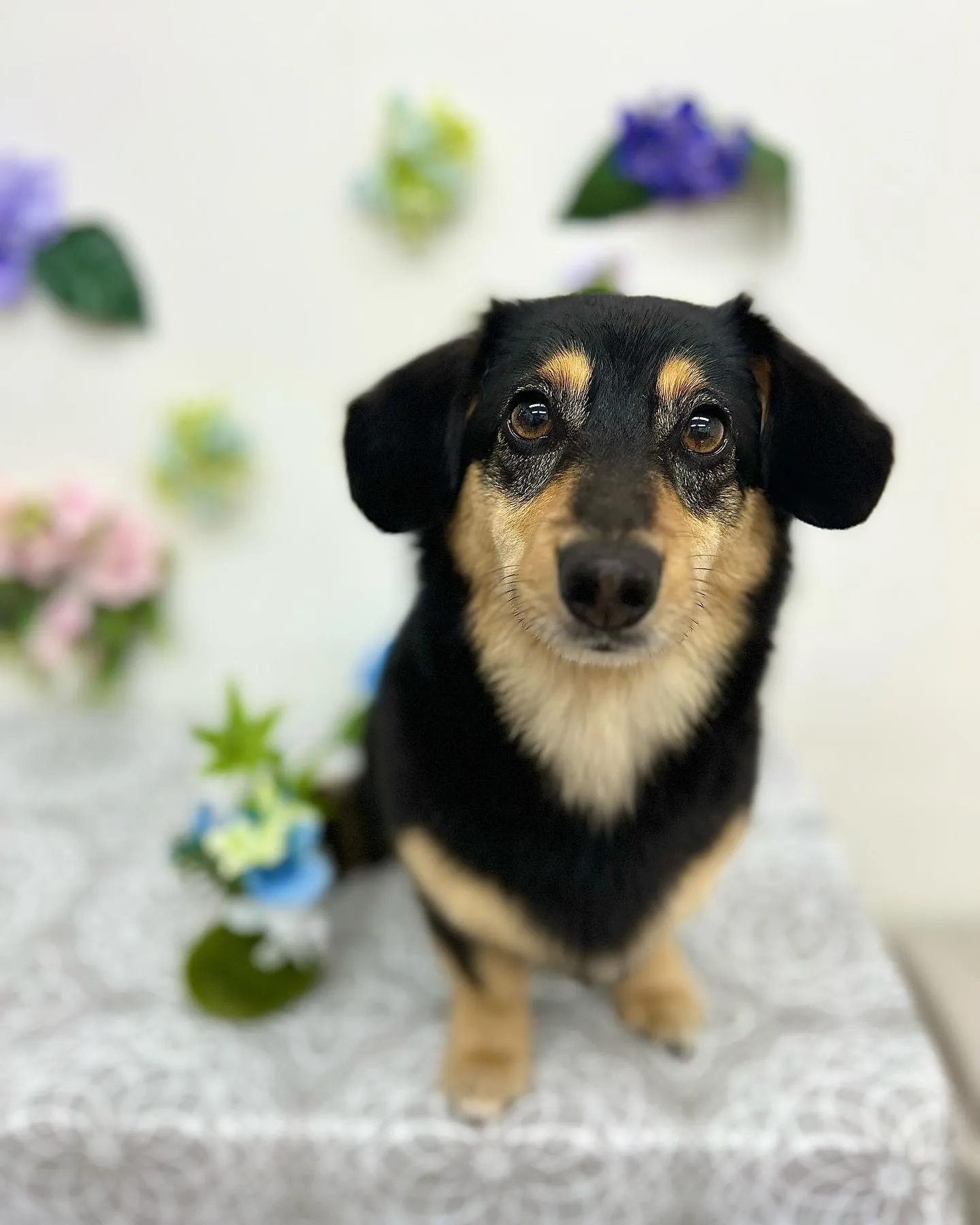 だんごちゃん🌼