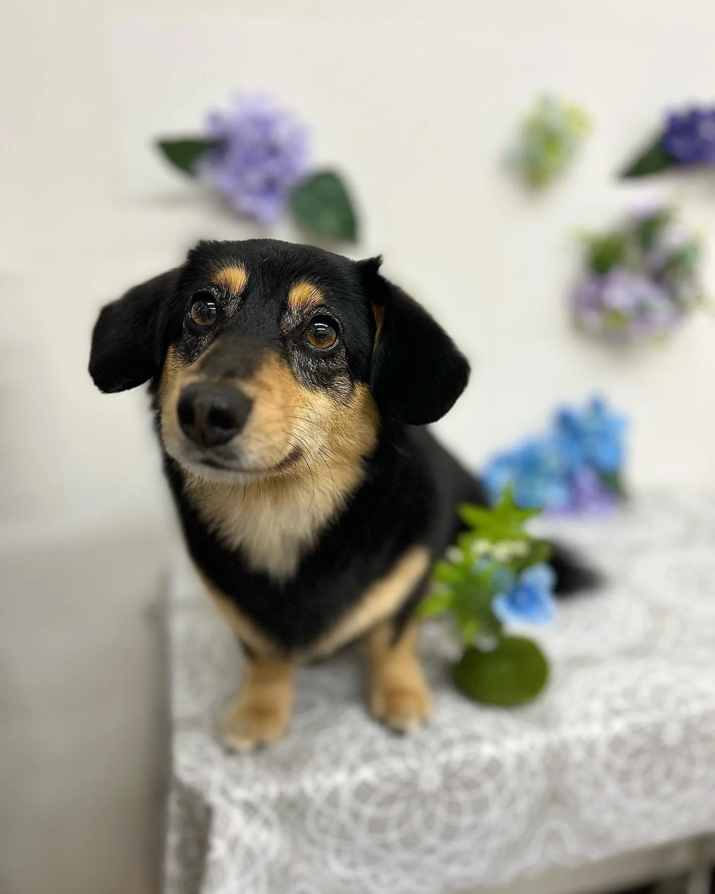 だんごちゃん🌼