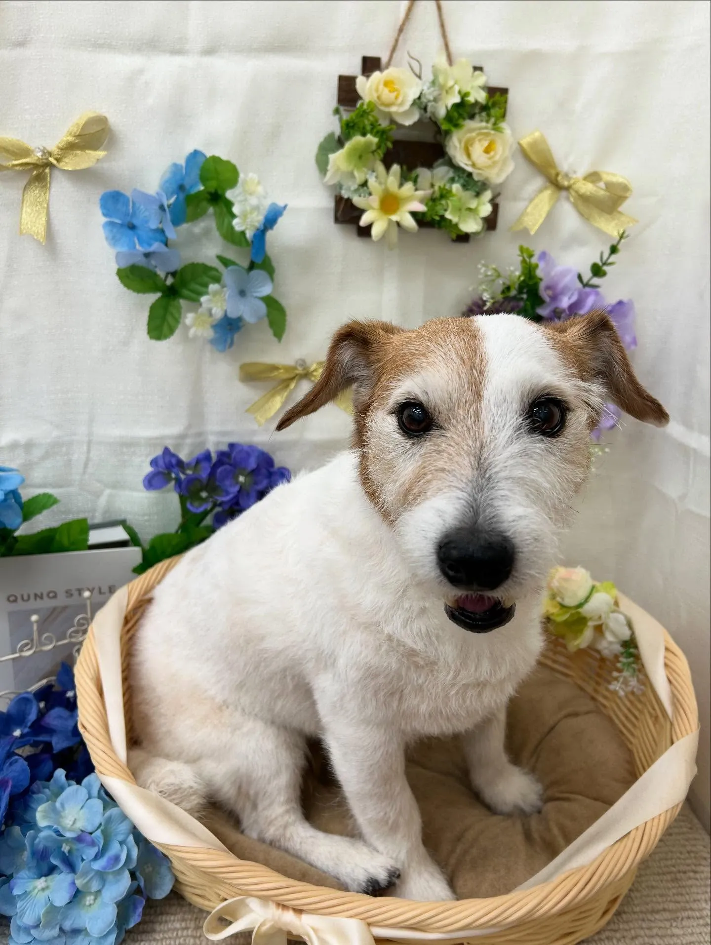 きなこちゃん💗