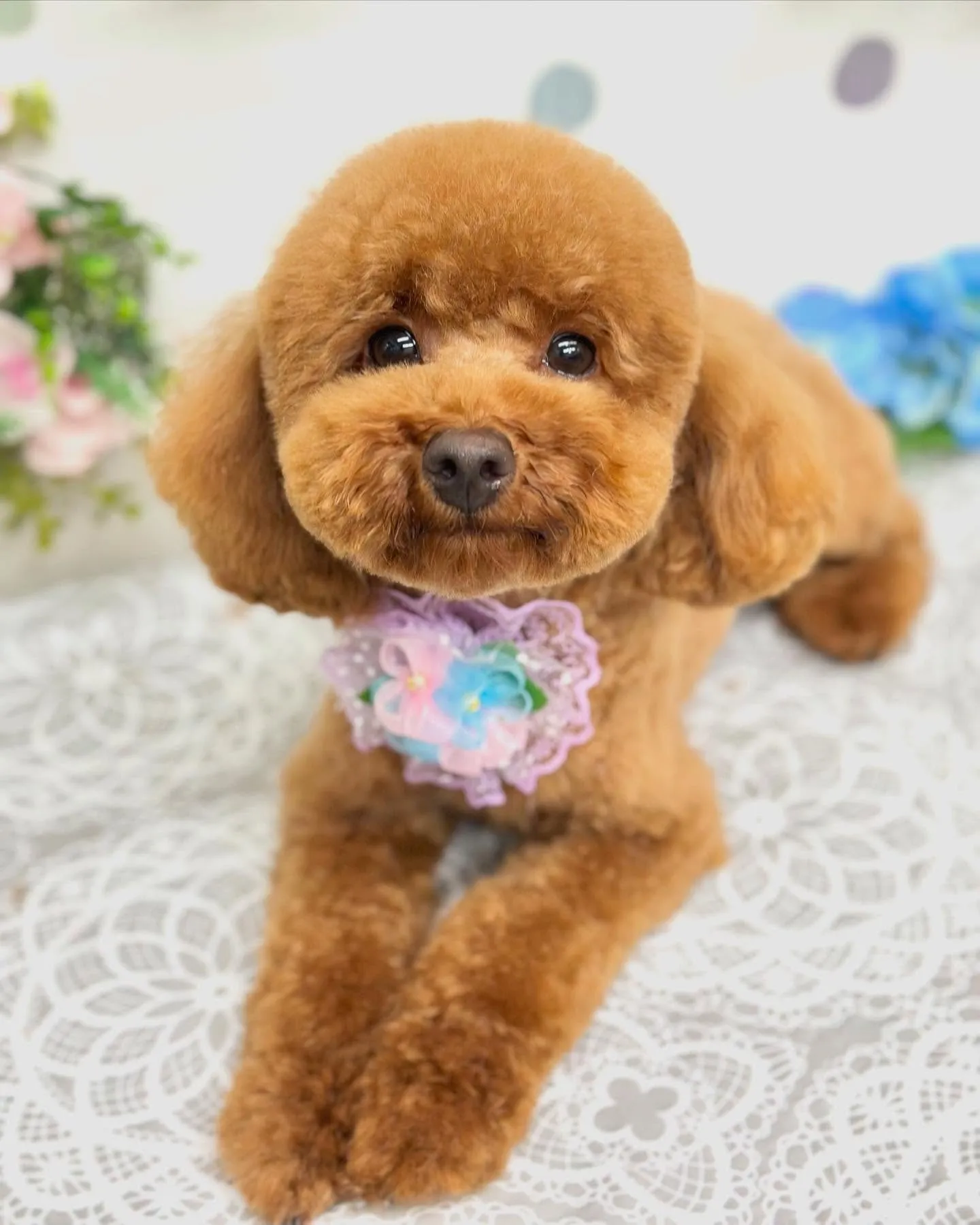 ビビちゃん🧸🪻