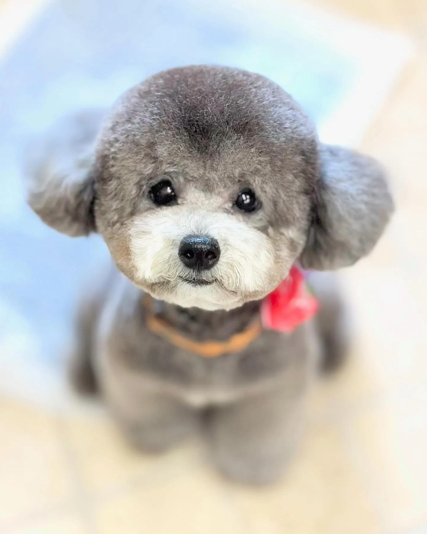 夏音ちゃん🐩🌻🩶