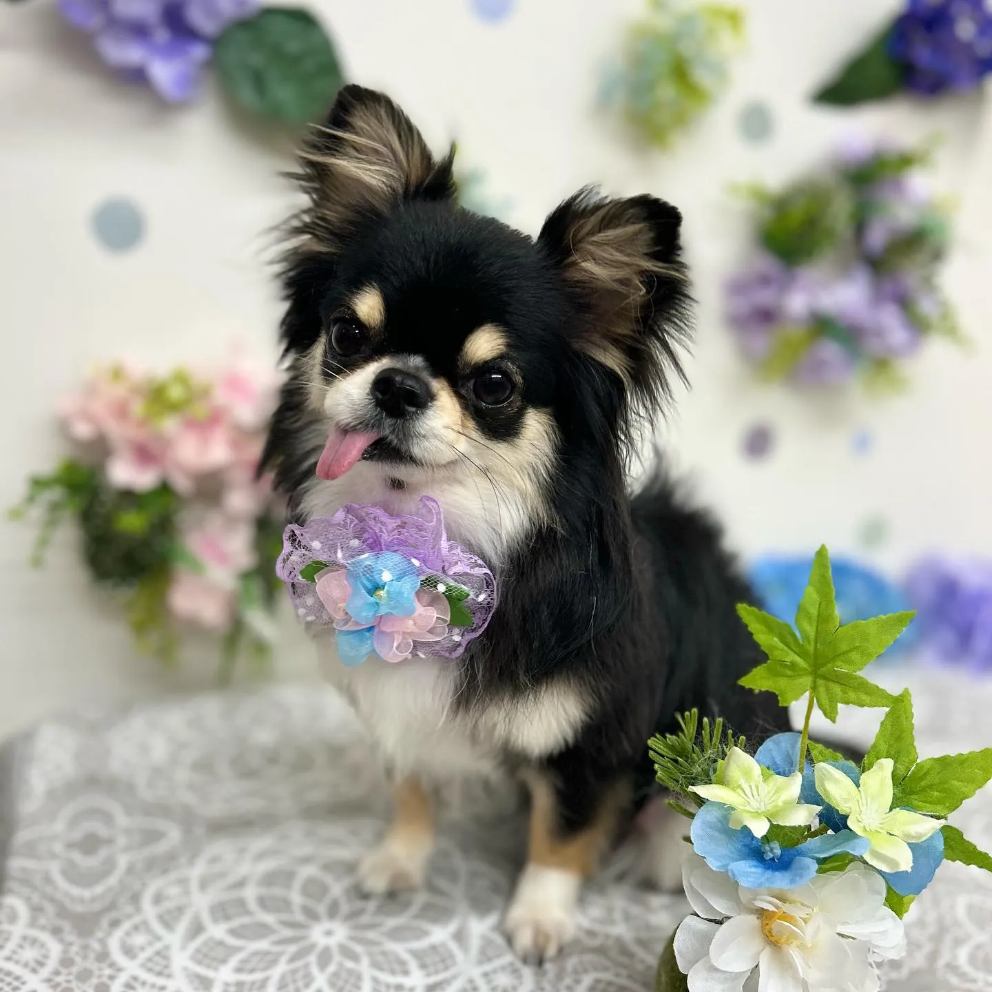 マロンちゃん🦋