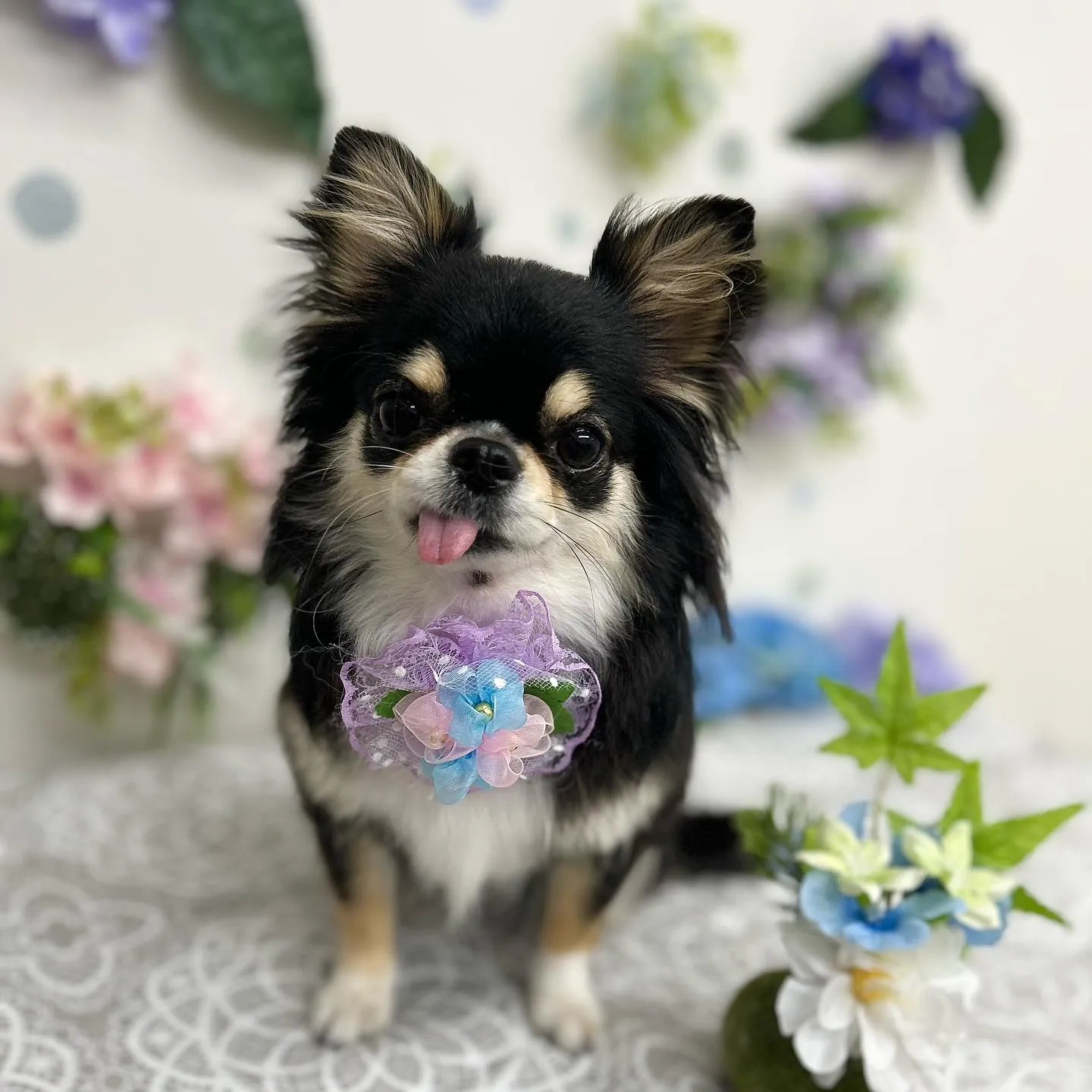 マロンちゃん🦋