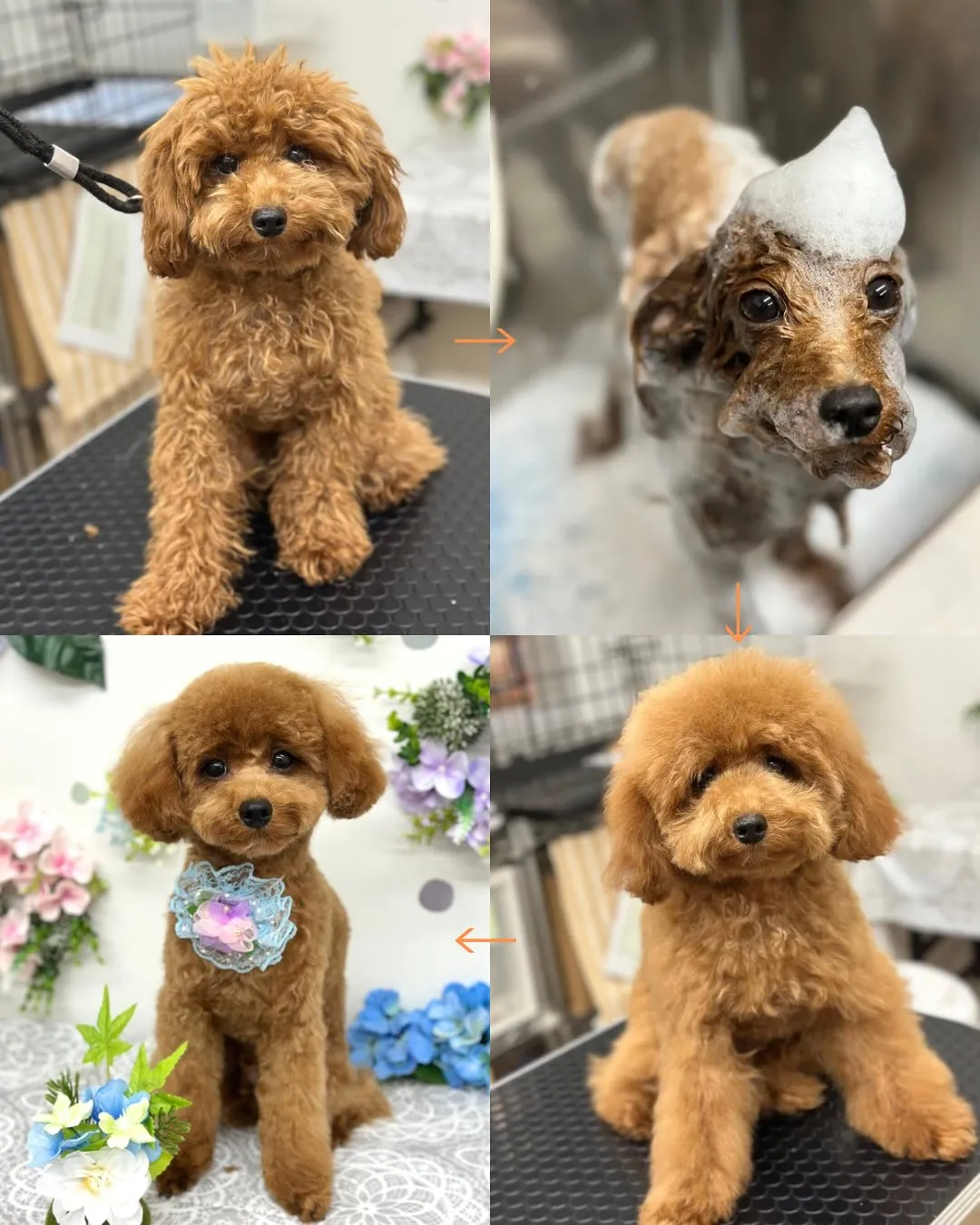 💠ぷうくん💠