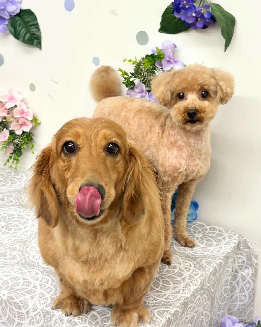 💠くっきーくん・ちゃちゃくん💠