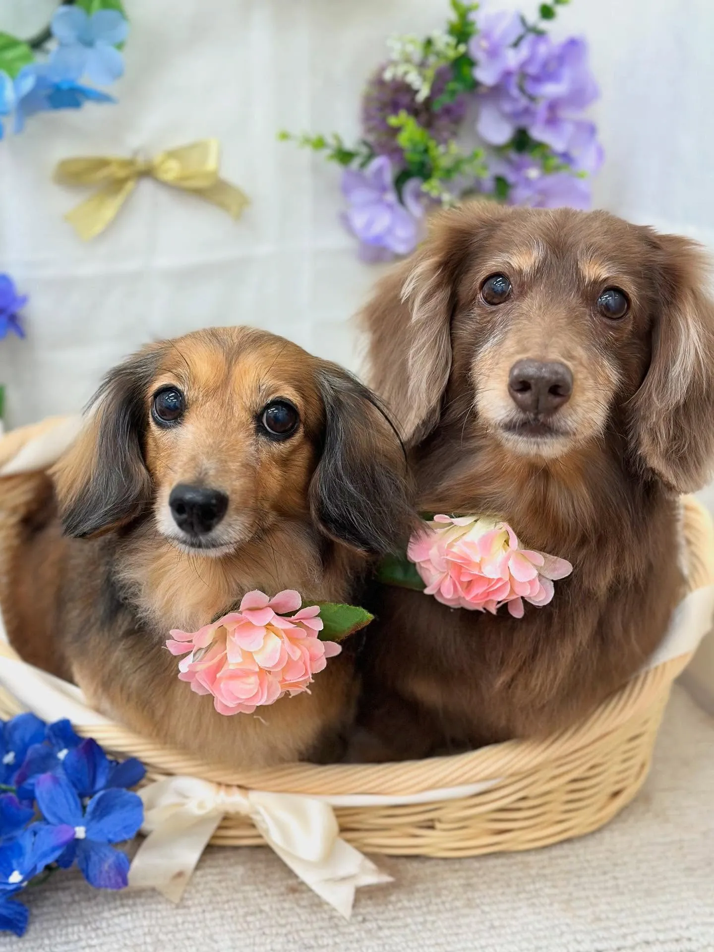 べるちゃん💜シェビーちゃん💜