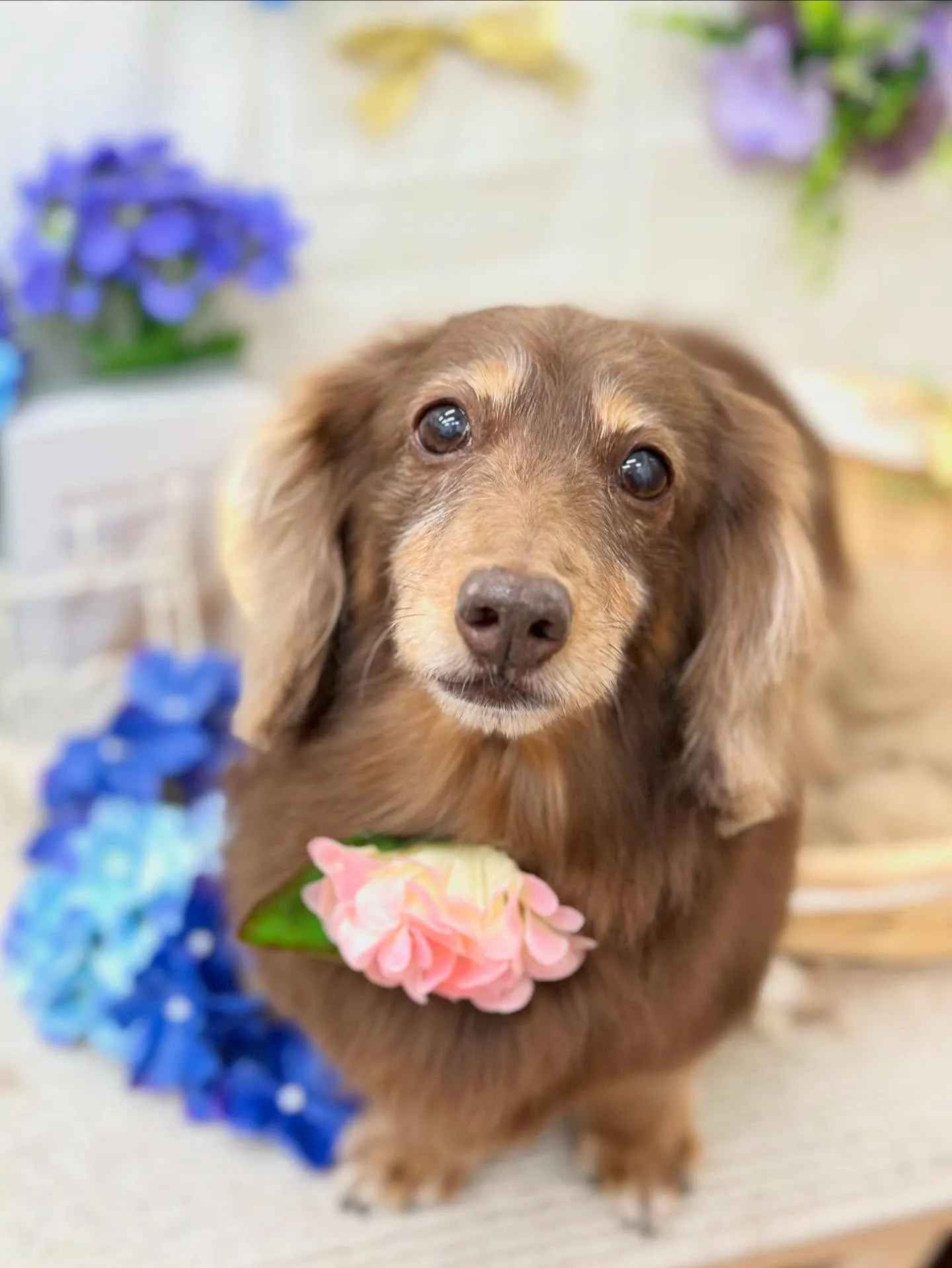 べるちゃん💜シェビーちゃん💜