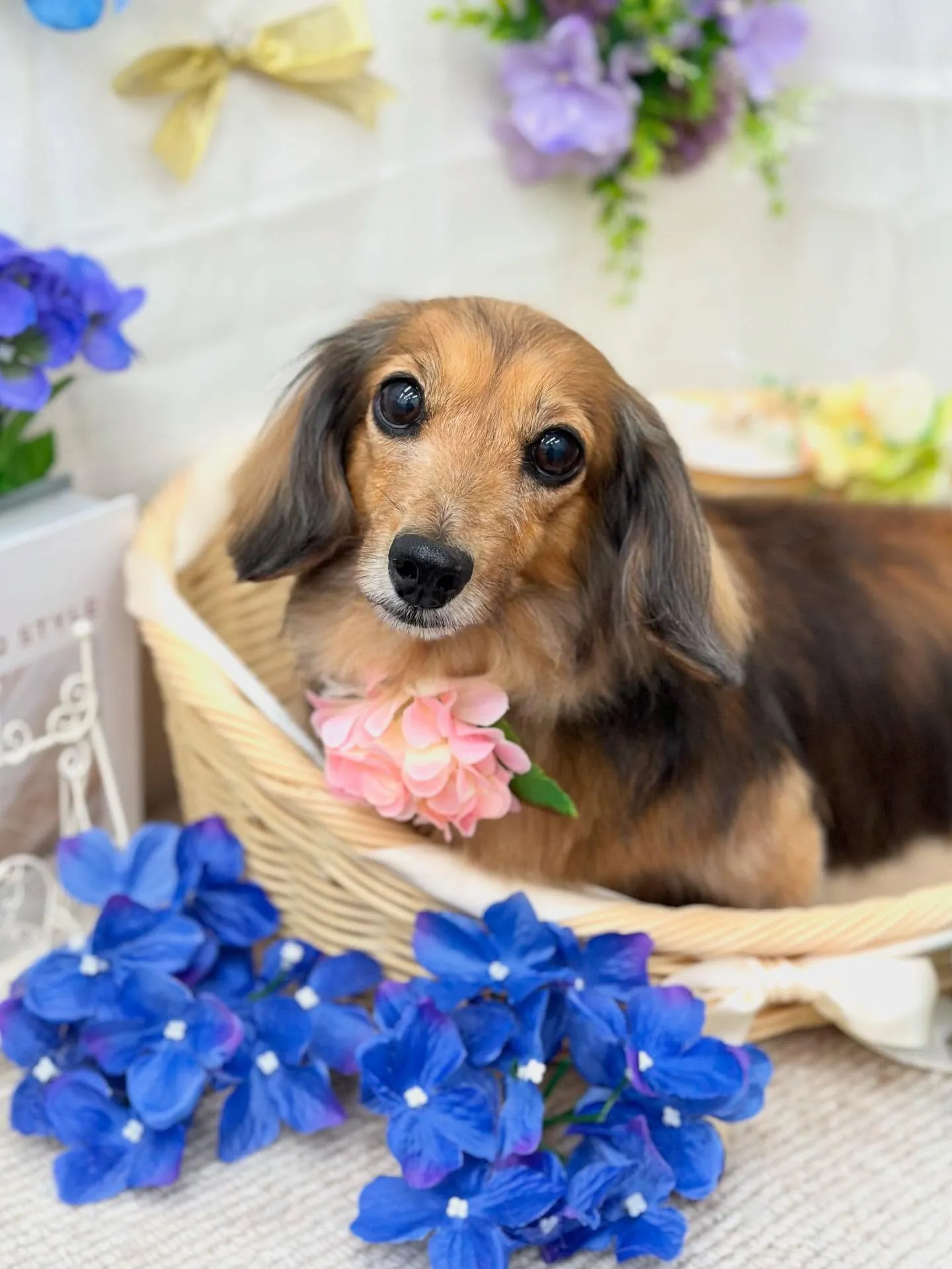 べるちゃん💜シェビーちゃん💜