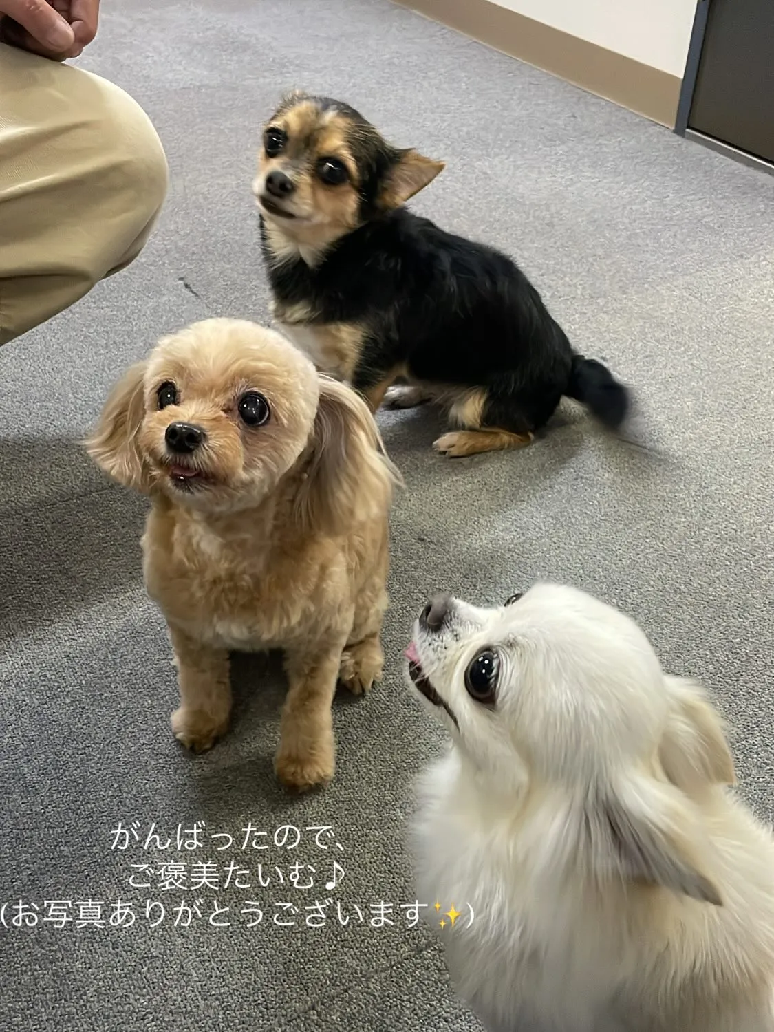 ななちゃん・ごまちゃん・こむぎちゃん🐶