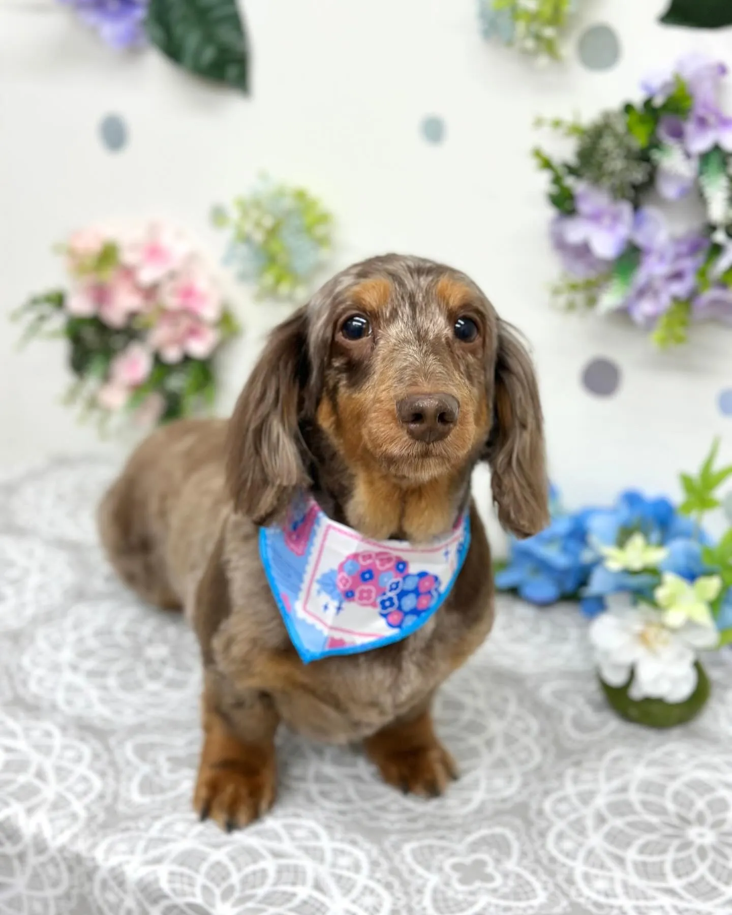 💠茶々丸くん💠