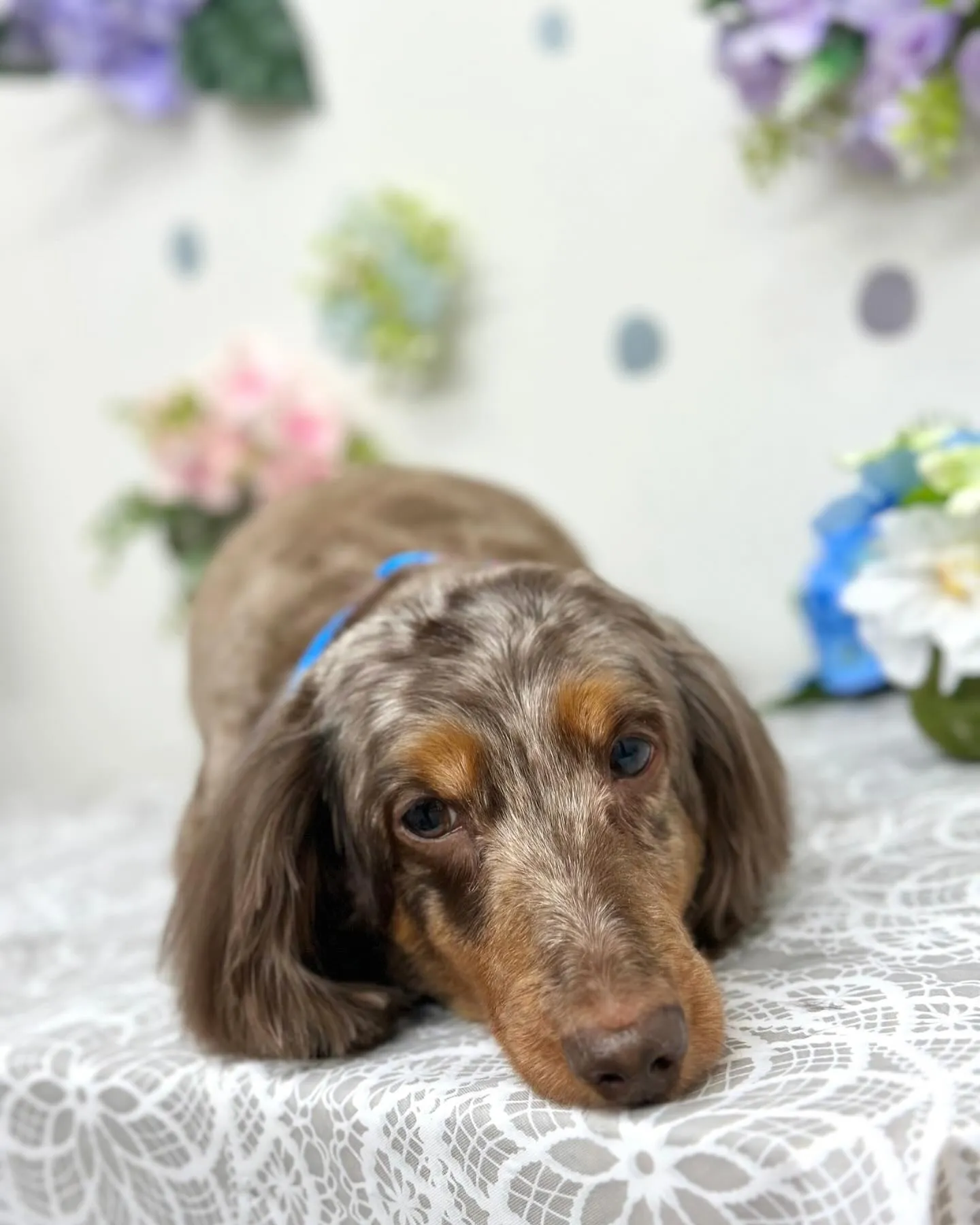 💠茶々丸くん💠