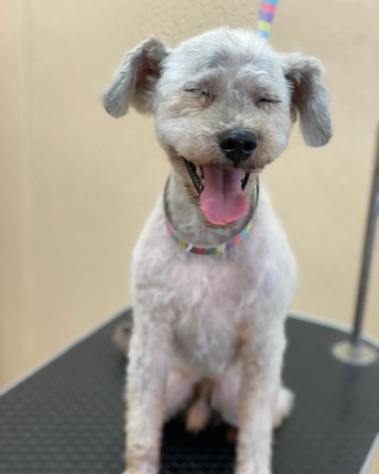 チャロちゃん💖