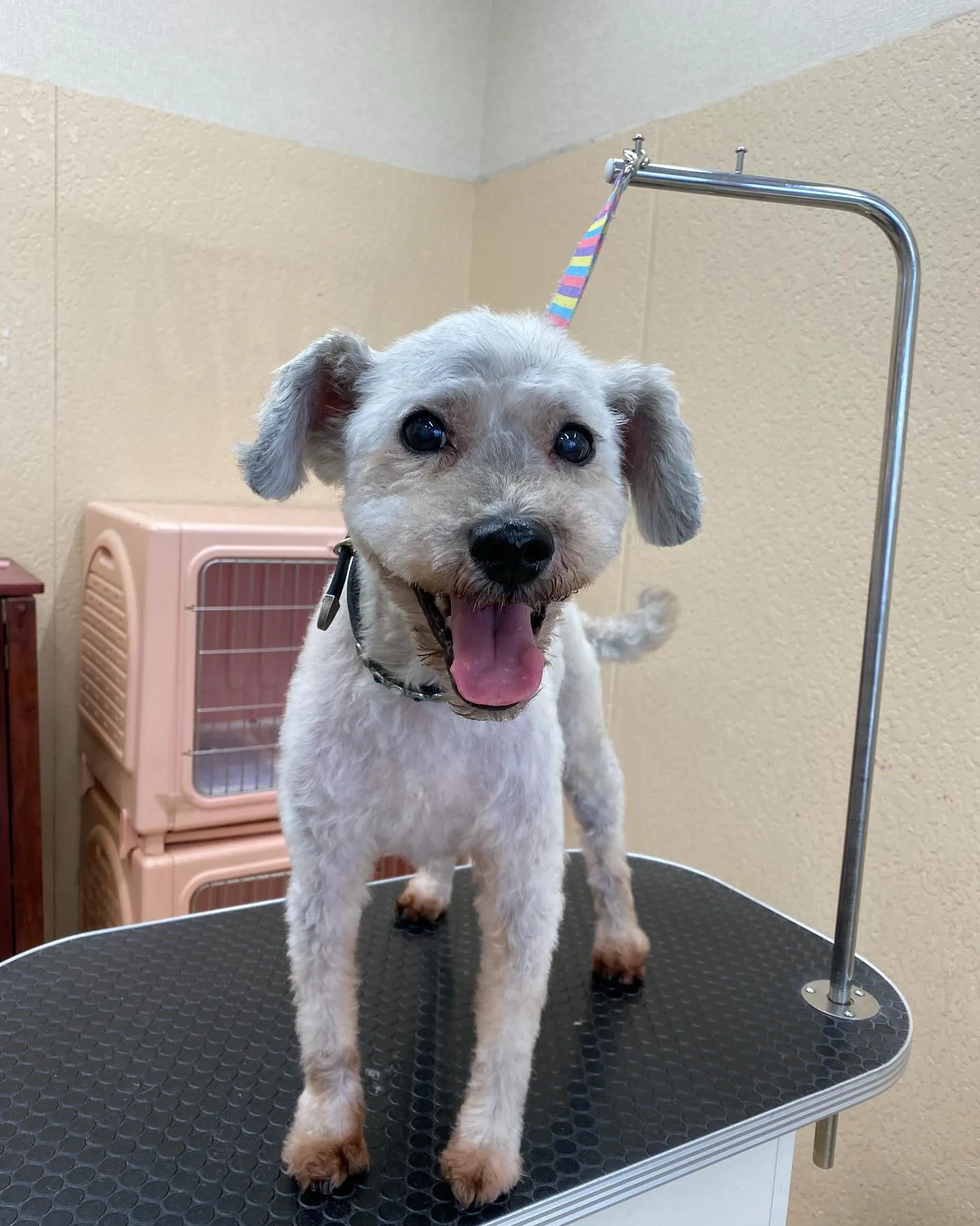 チャロちゃん💖