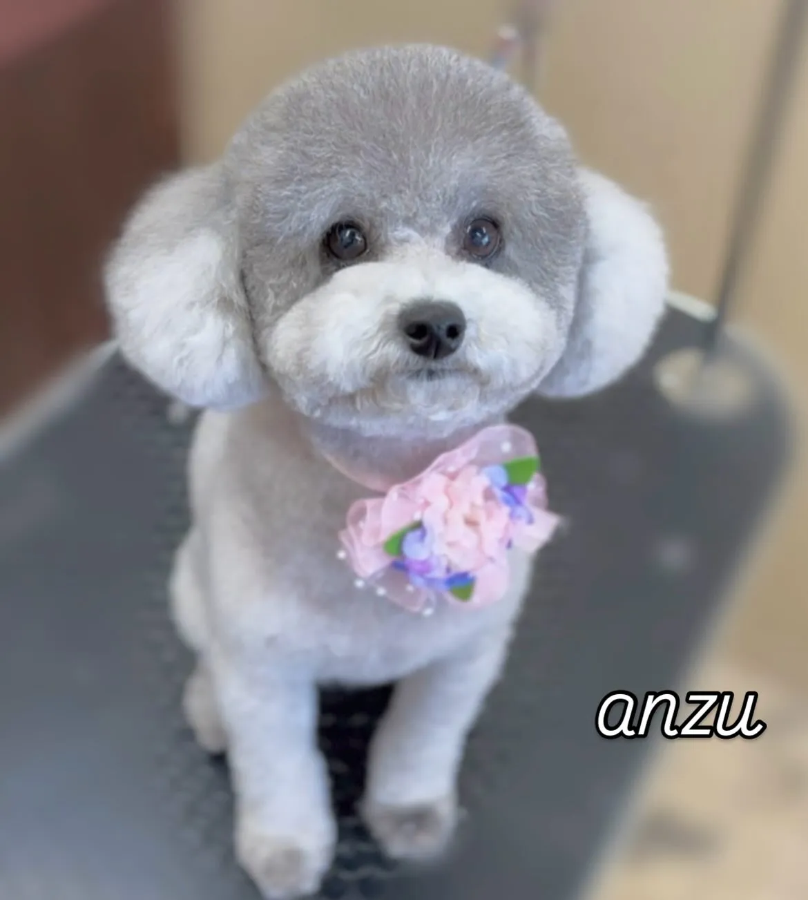 あんずちゃん💞