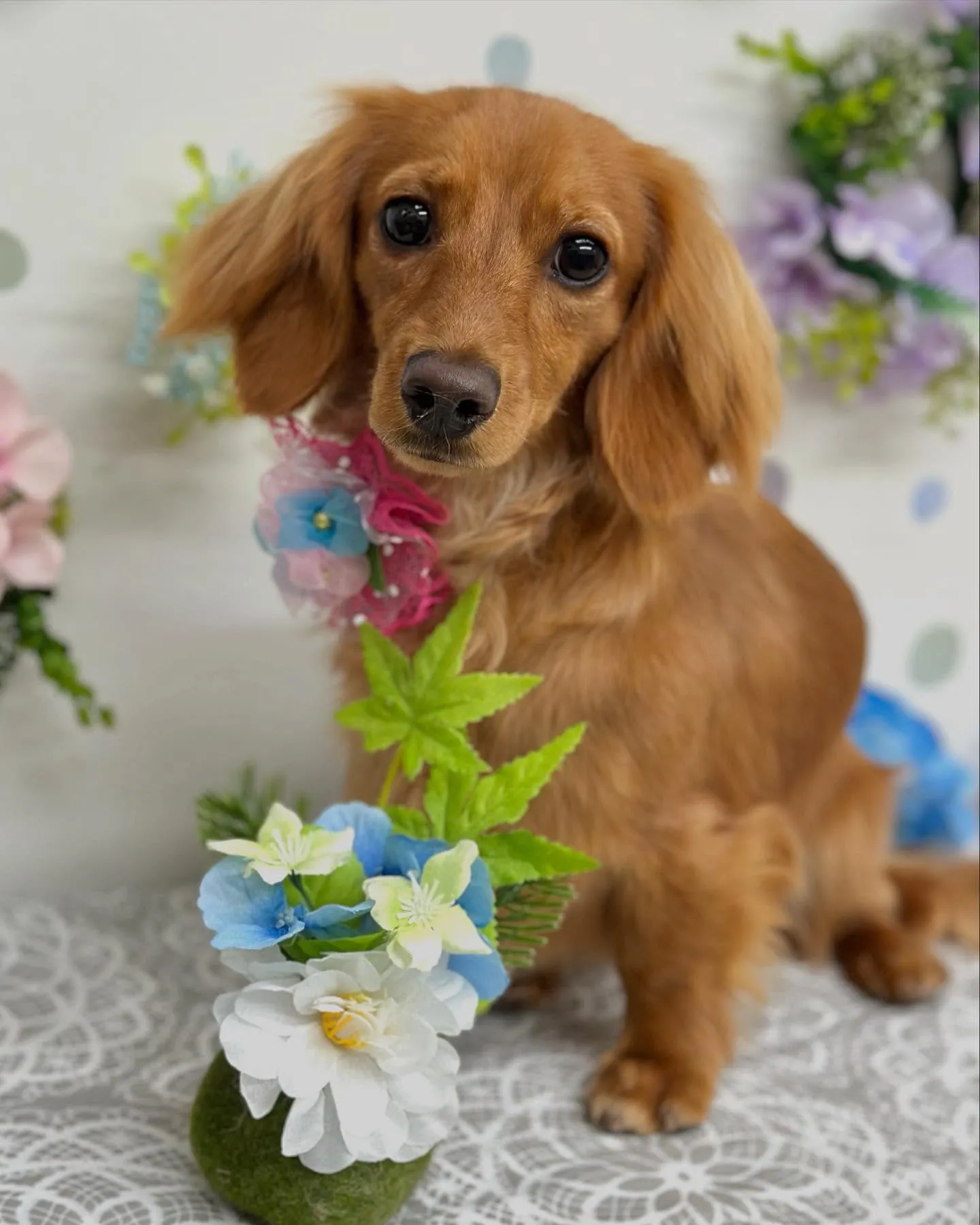 ももかちゃん🤎さくらちゃん💛