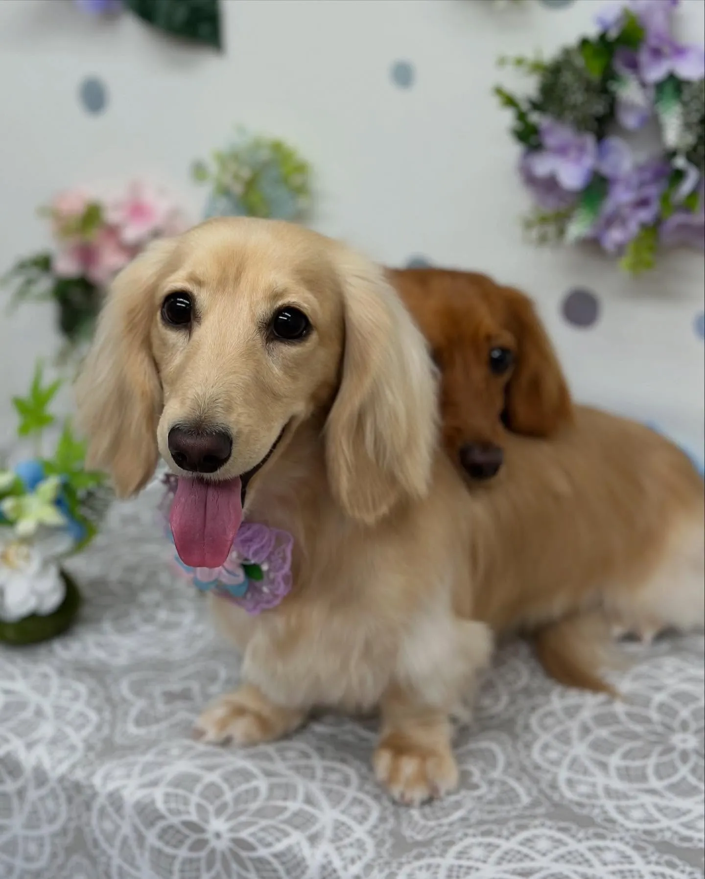 ももかちゃん🤎さくらちゃん💛