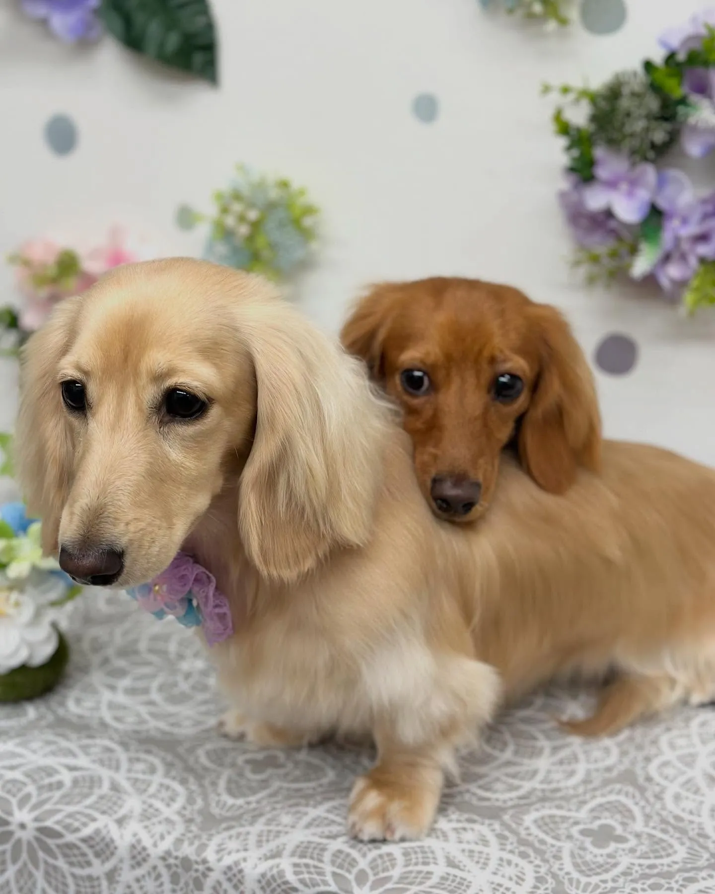 ももかちゃん🤎さくらちゃん💛