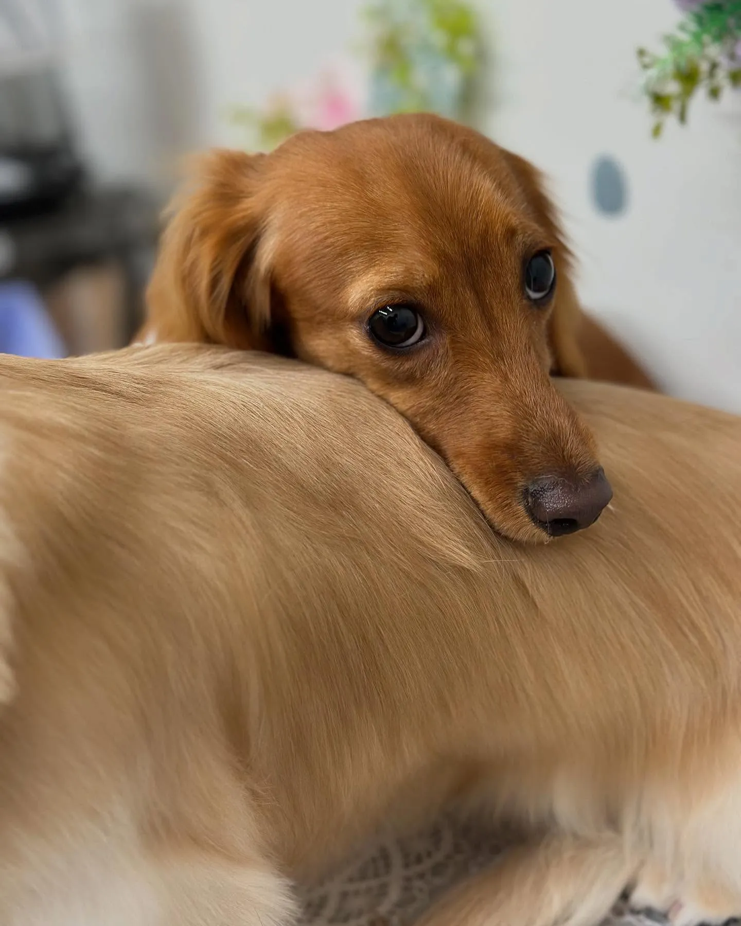 ももかちゃん🤎さくらちゃん💛