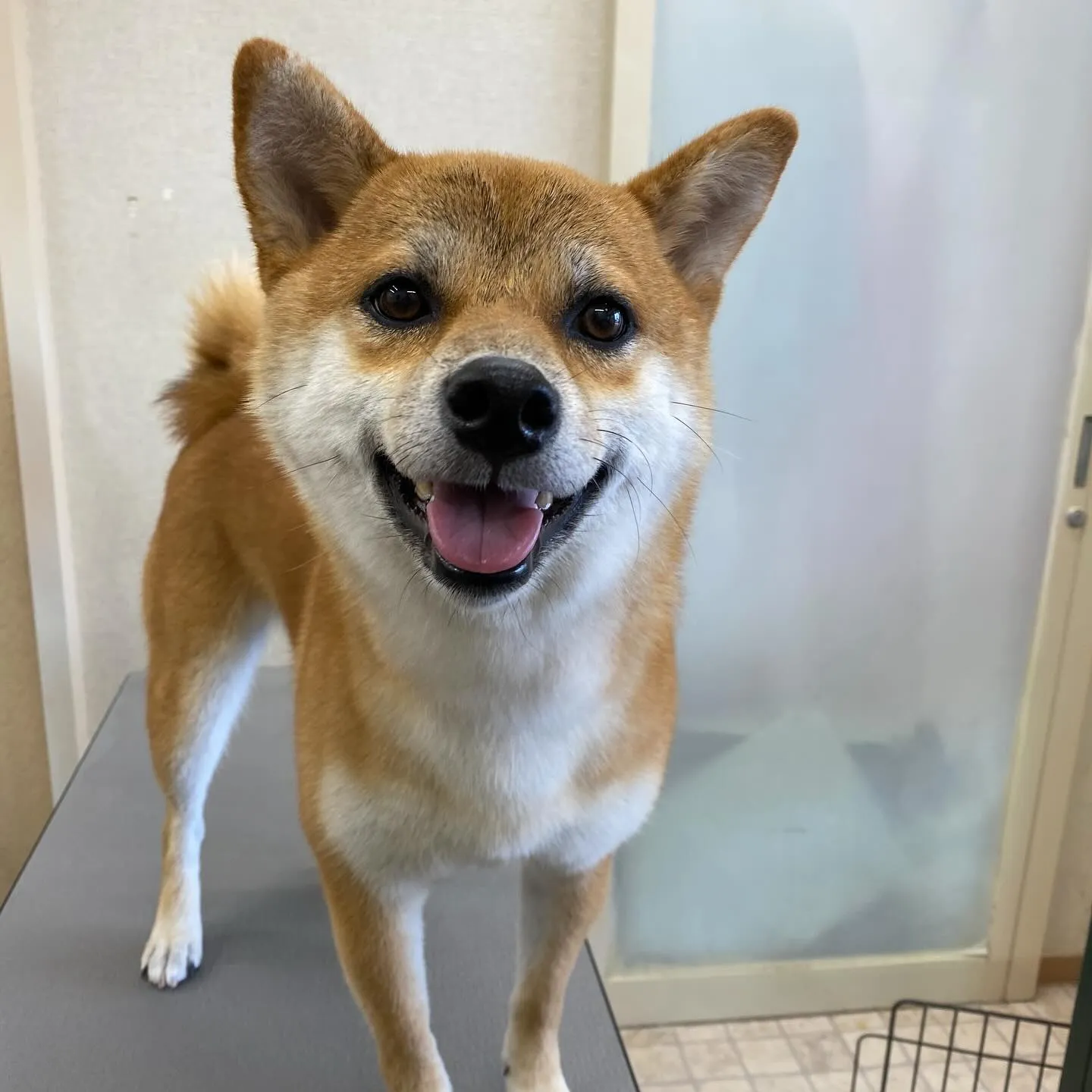 あずきちゃん☀️