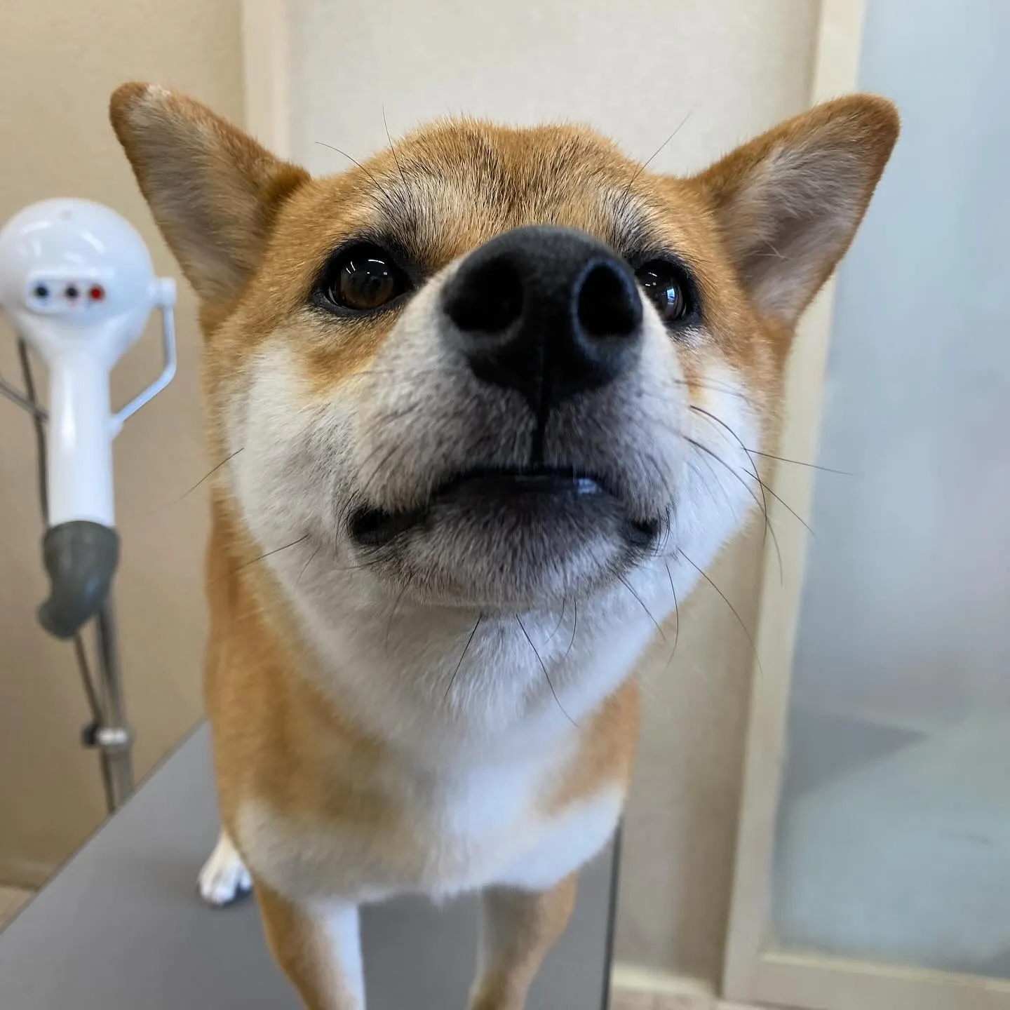 あずきちゃん☀️