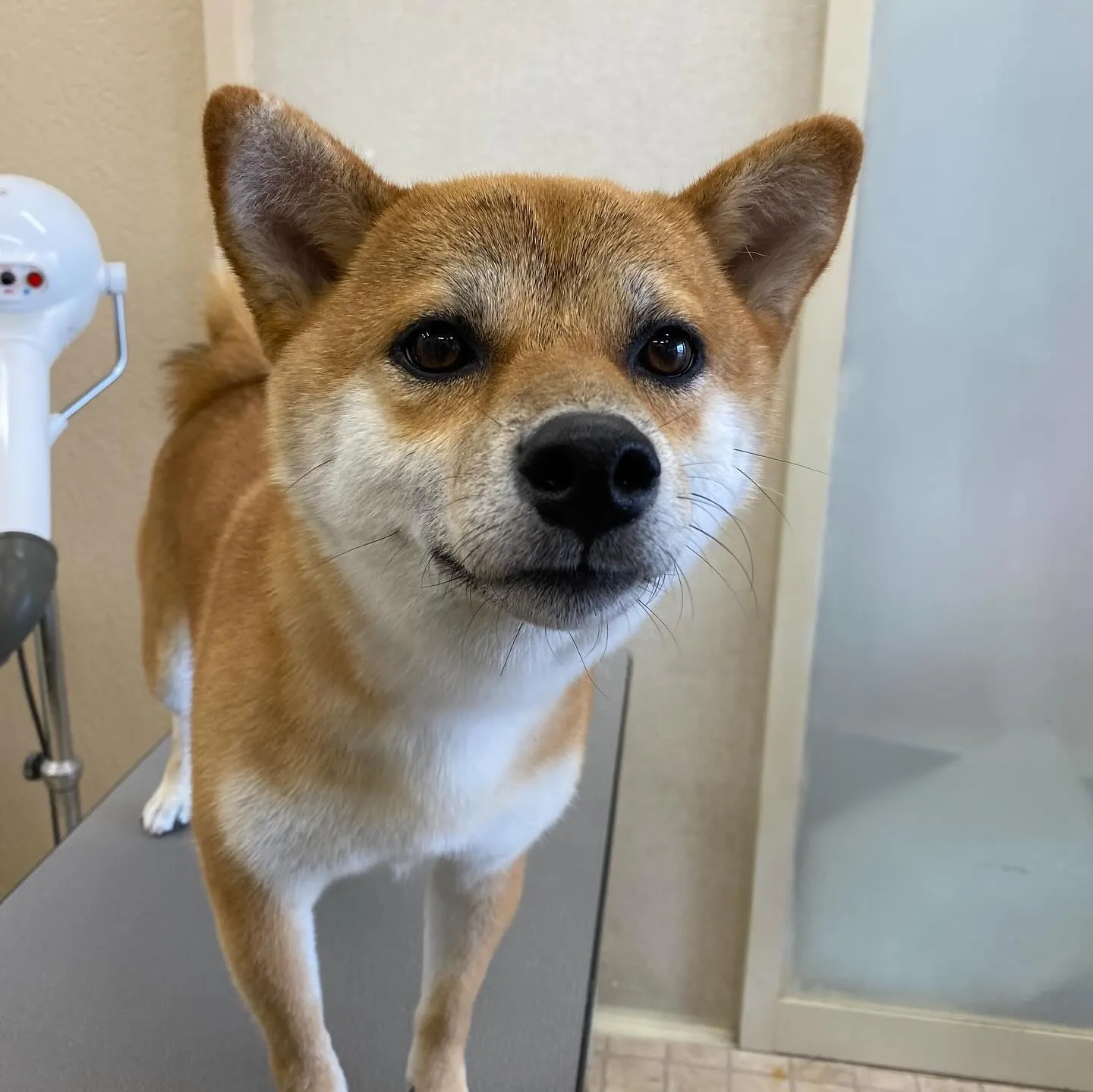 あずきちゃん☀️