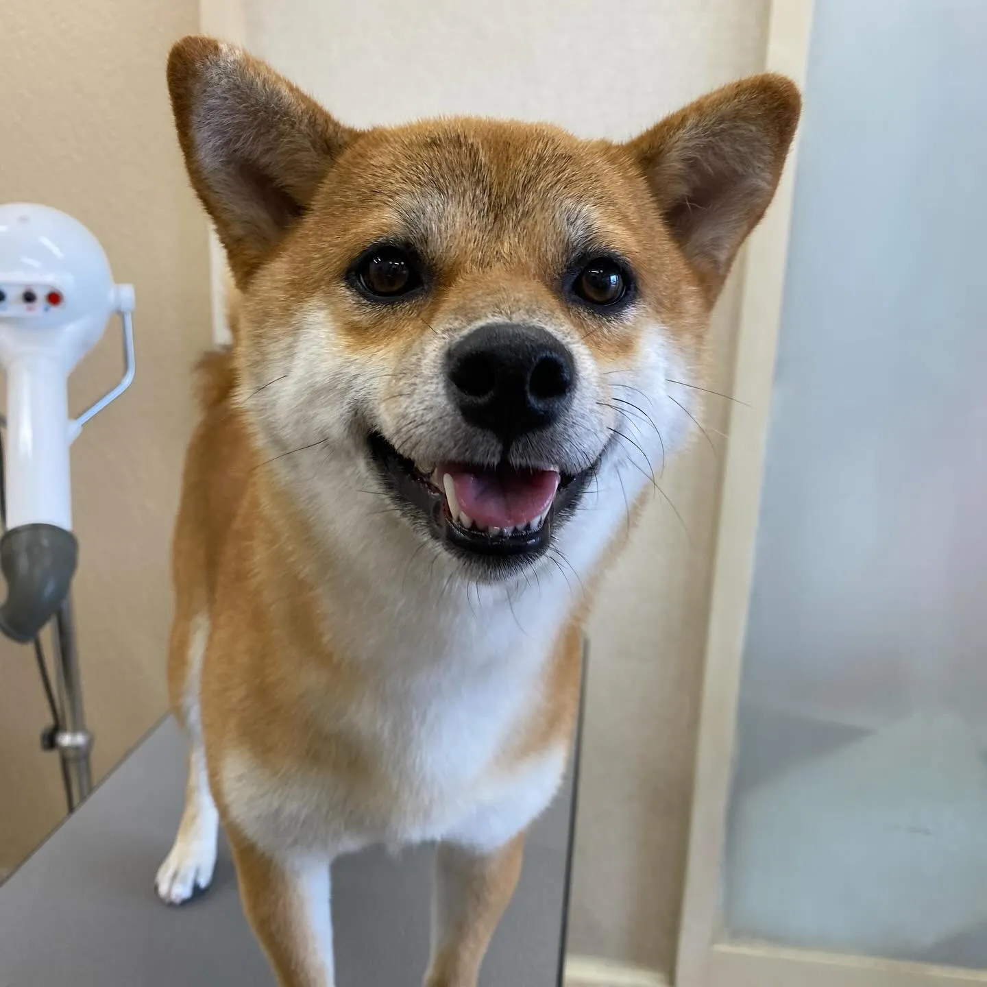 あずきちゃん☀️