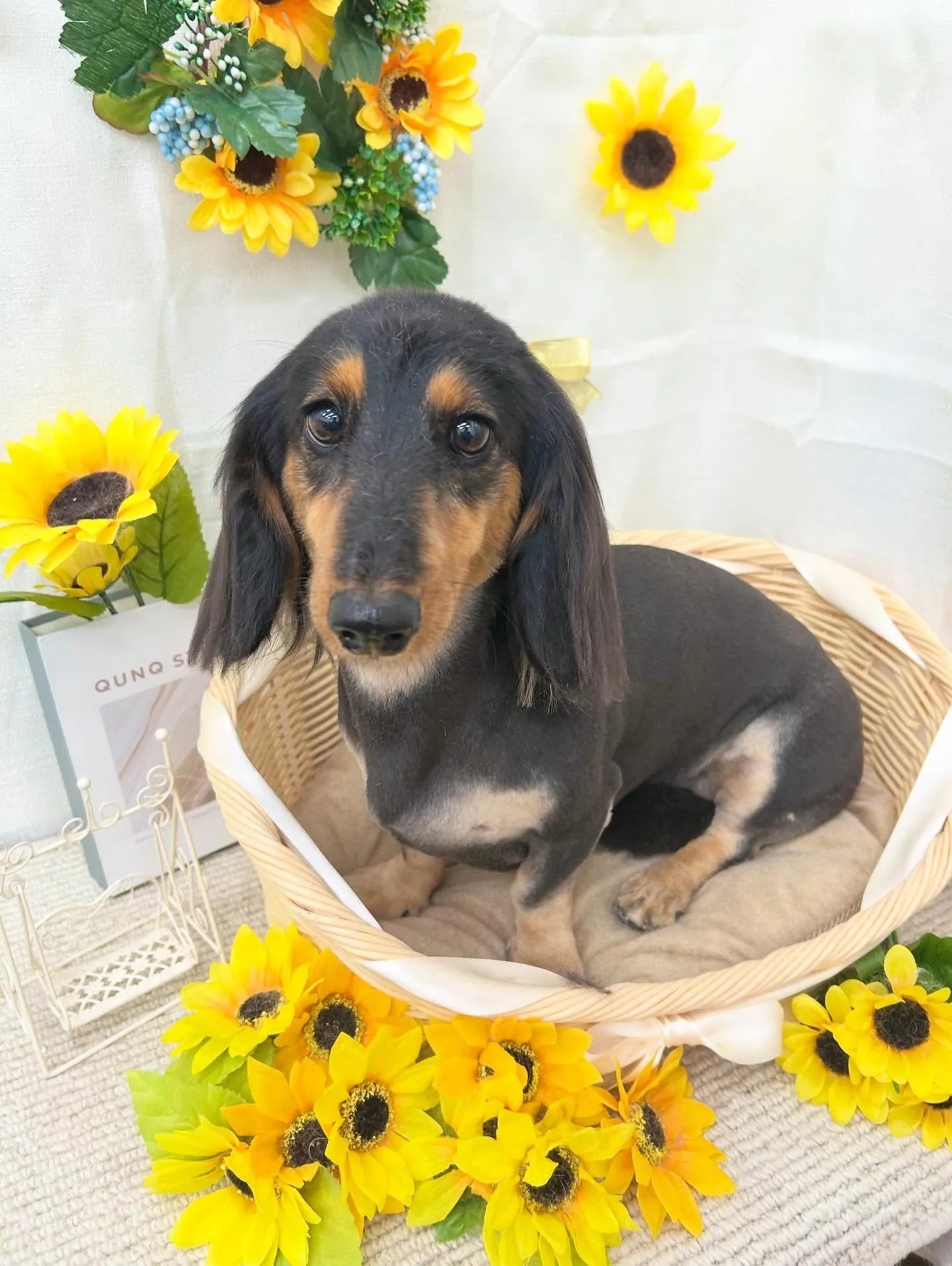 あんずちゃん💞